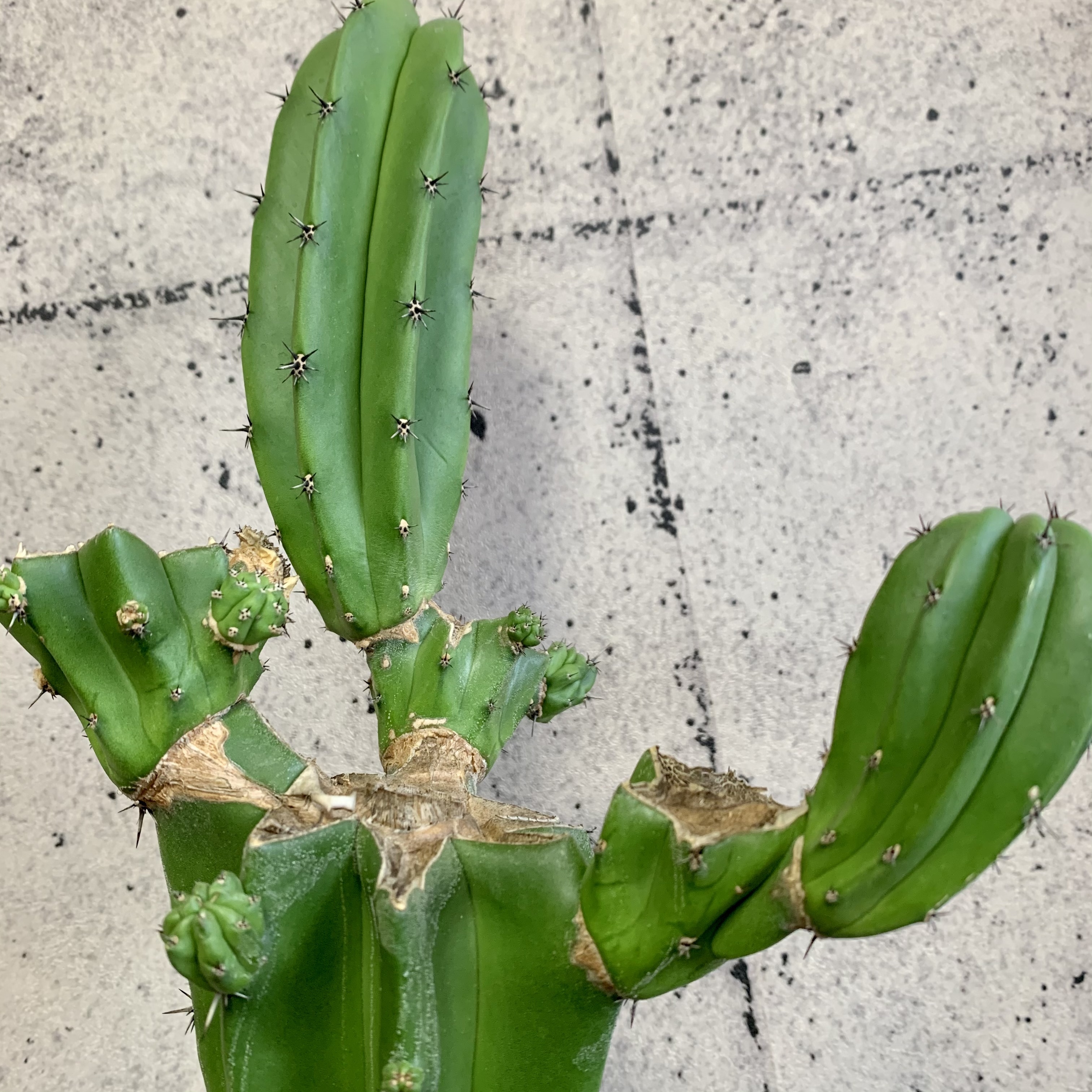 柱サボテン 仙人閣 ブランチ Planet Plants プラネットプランツ