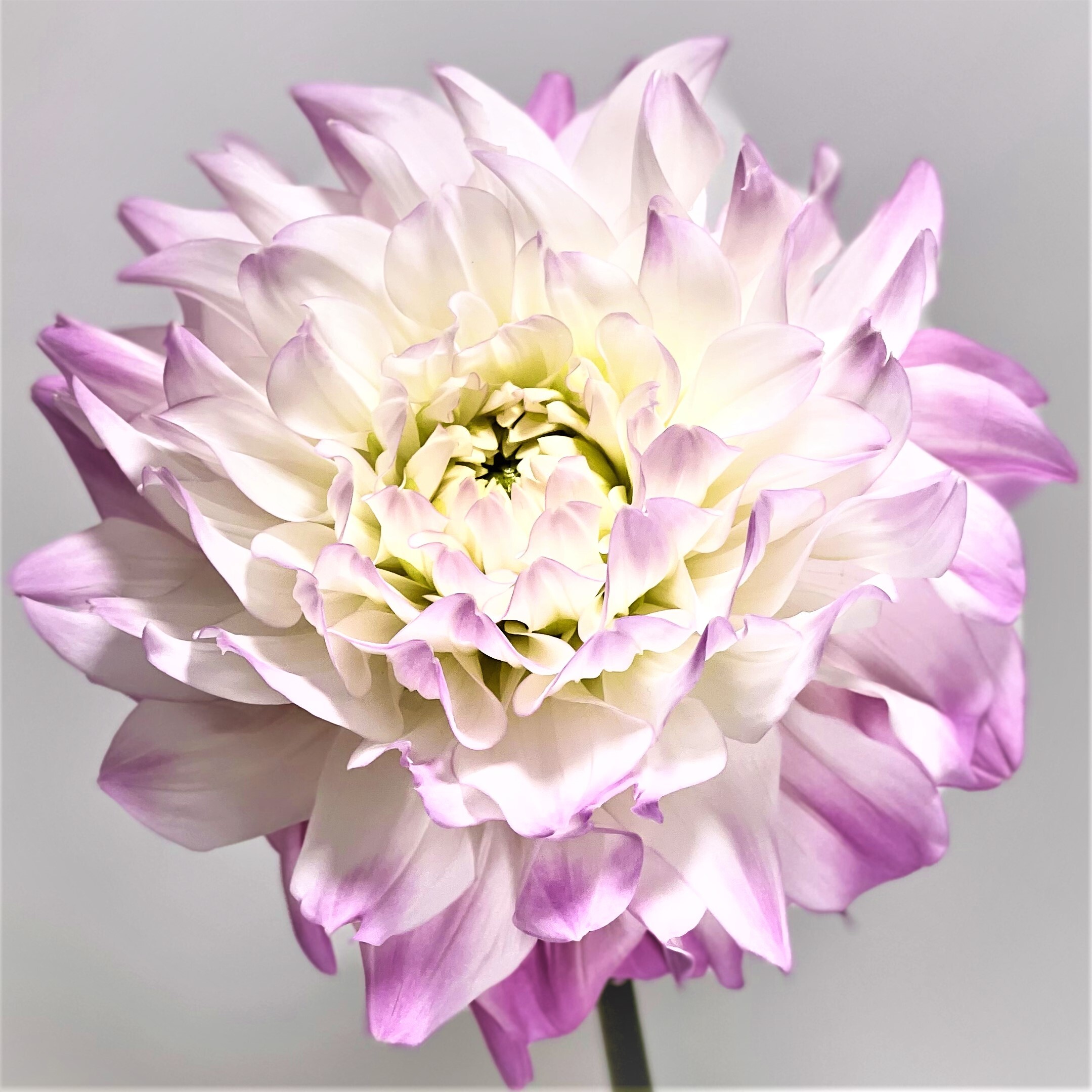 ダリア マルガリータ５本 よいはな Yoihana 最高品質のお花をお届けするネット通販