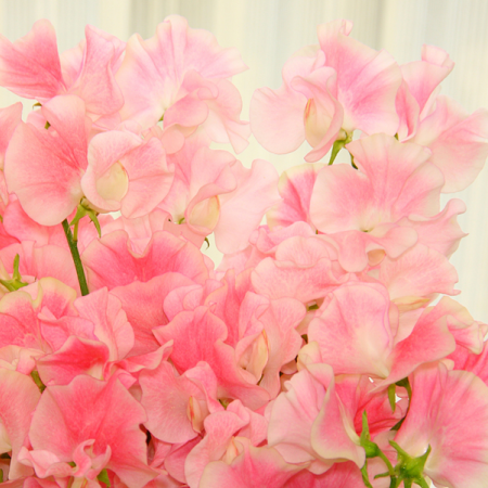 スイートピー 豊中の花屋 センスがいいおしゃれで高品質なお花はフラワーギフトsosh ソッシュ オンラインサイト ネット通販