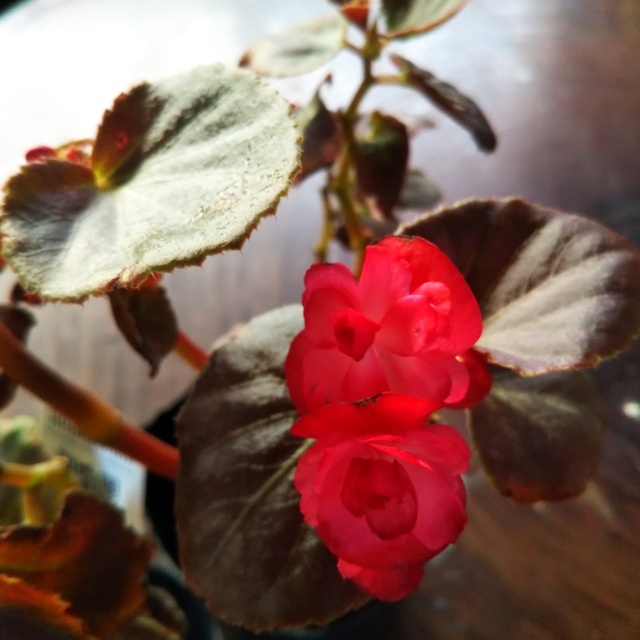 黒葉八重咲きベゴニア10 5cmポット苗 Hanazukin 花ずきん 農家直送の花苗 シンビジュームの花束