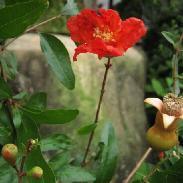 姫ザクロ10 5cmポット苗 Hanazukin 花ずきん 農家直送の花苗 シンビジュームの花束