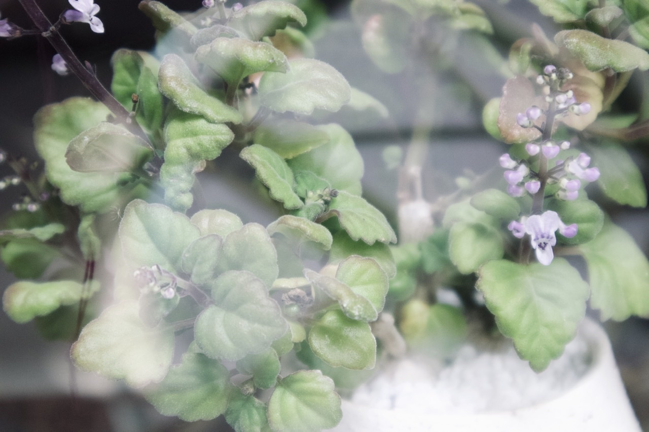 プレクトランサス エルンスティー くるみどり