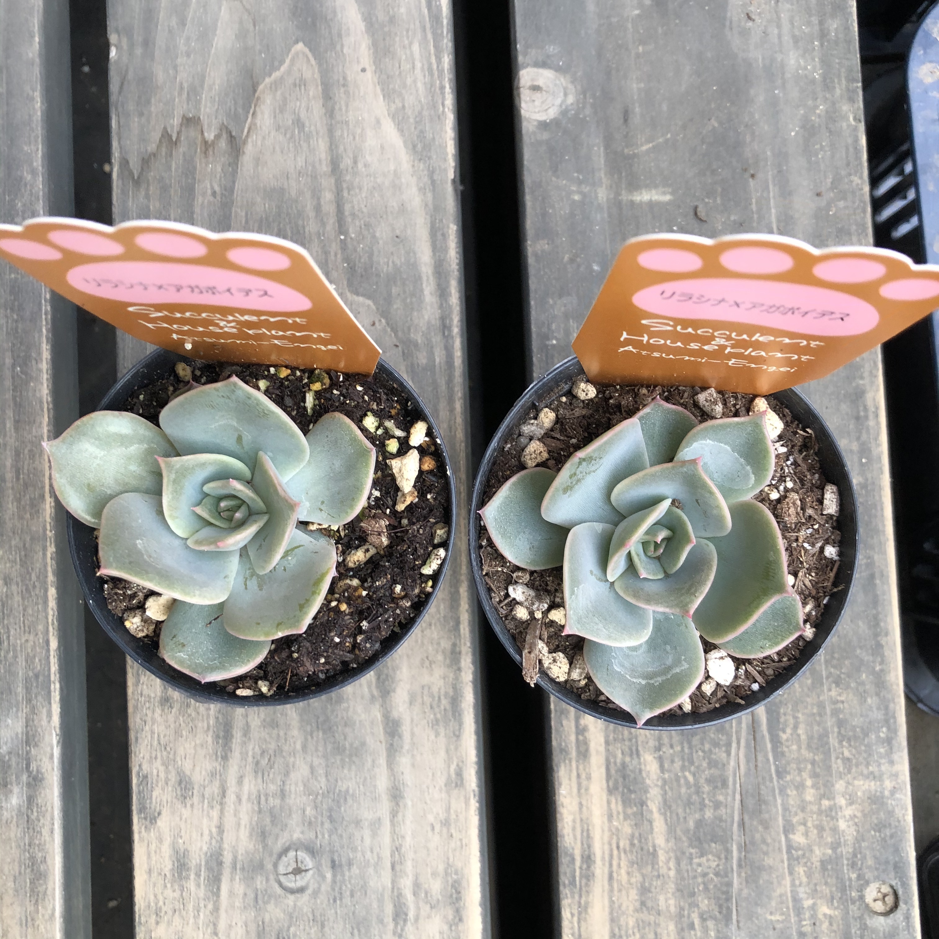 リラシナ アガボイデス 渥美園芸 エケベリア 多肉植物 Melty Works 多肉植物 と Dulton プランター のお店