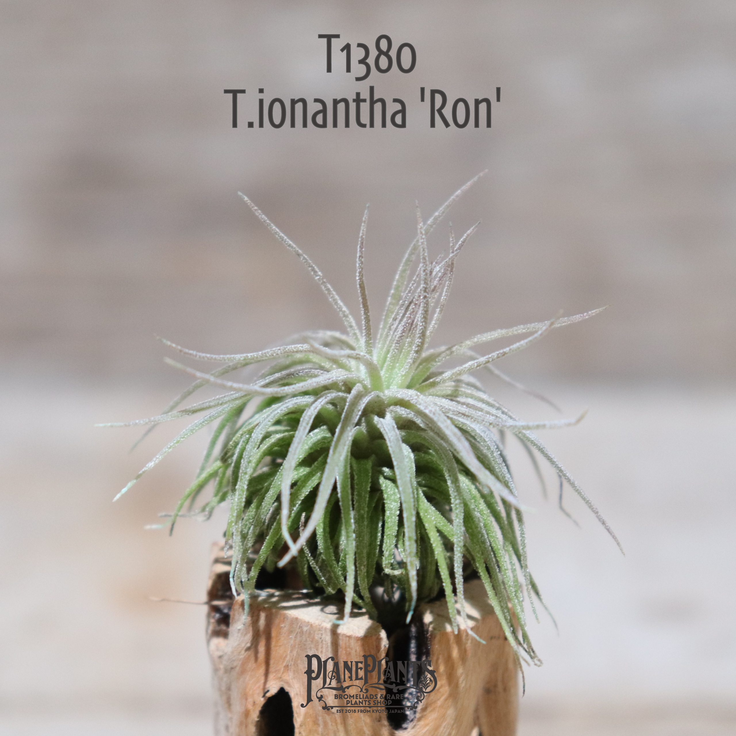 送料無料 Ionantha Ron 子株付き エアプランツ 現品発送t1380 Plane Plants