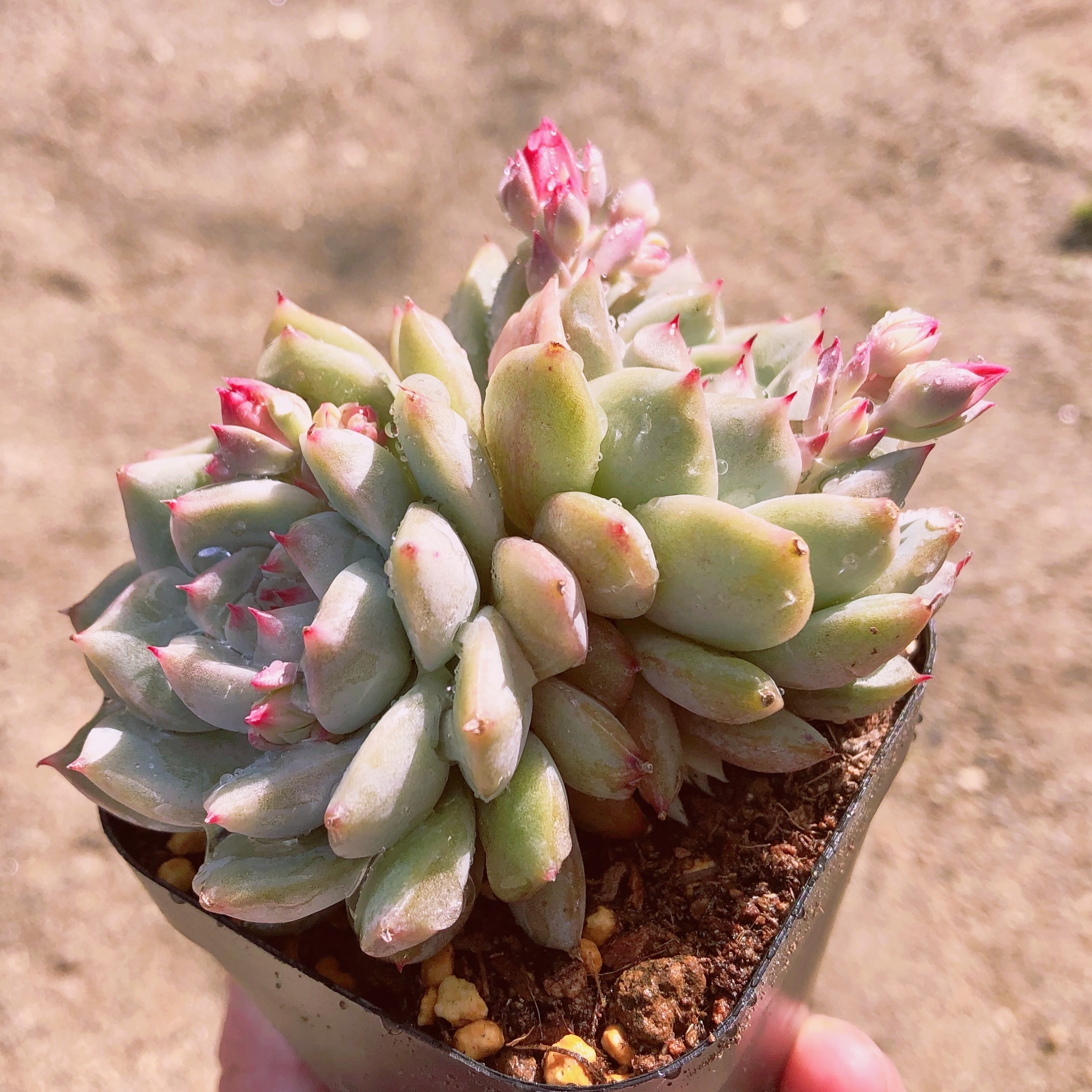 多肉植物 ピンクティッピー 群生 るる農園 多肉植物専門