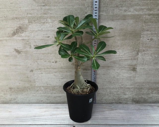 アデニウム 砂漠のバラ 塊根植物 Planet Plants プラネットプランツ