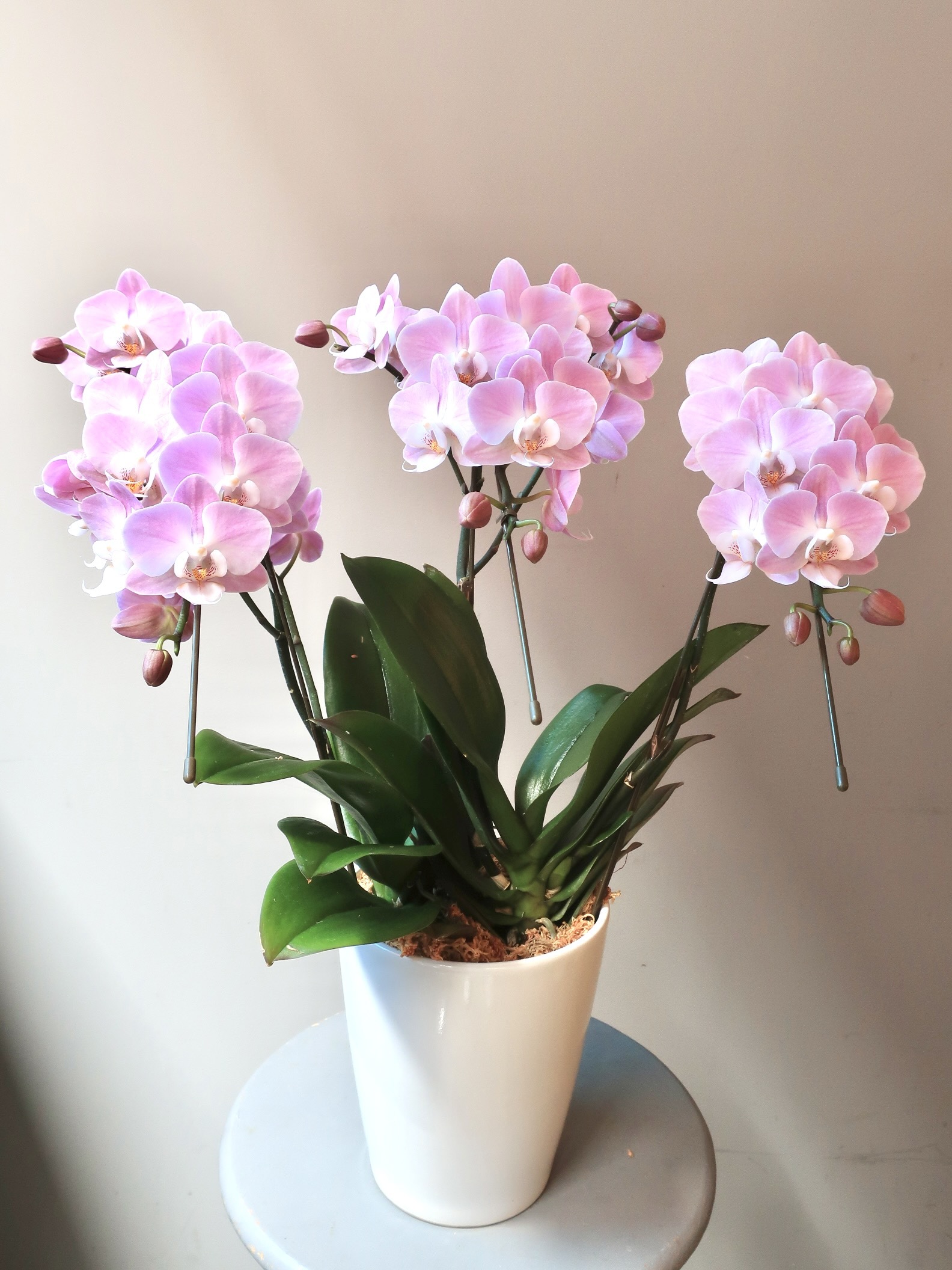 優雅な胡蝶蘭の鉢植え 淡ピンク Hanane On Line