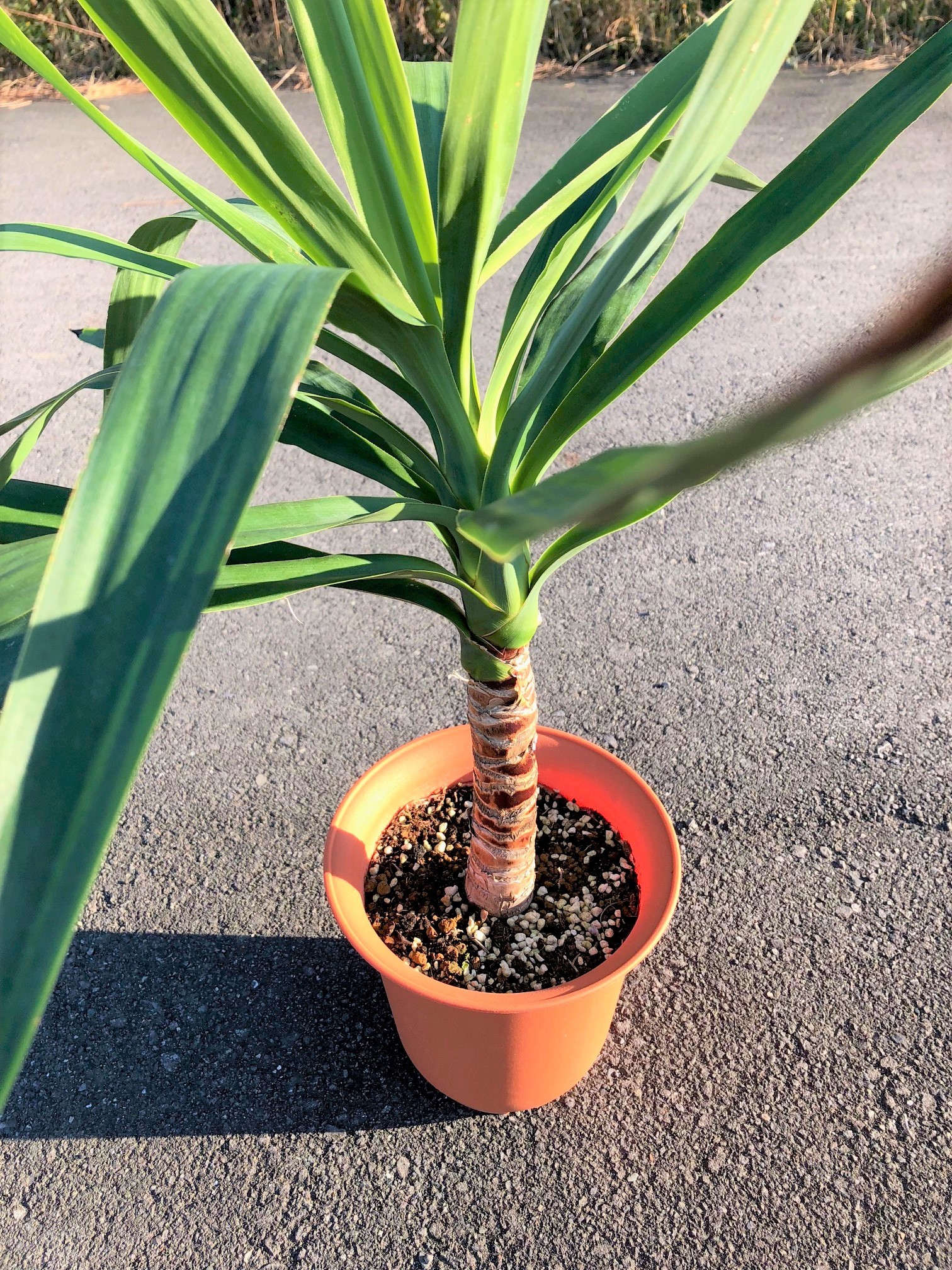Yucca Elephantipes ユッカ エレファンティペス 青年の木 Plants Maru ー 多肉植物 サボテン 園芸グッズのお店 ー