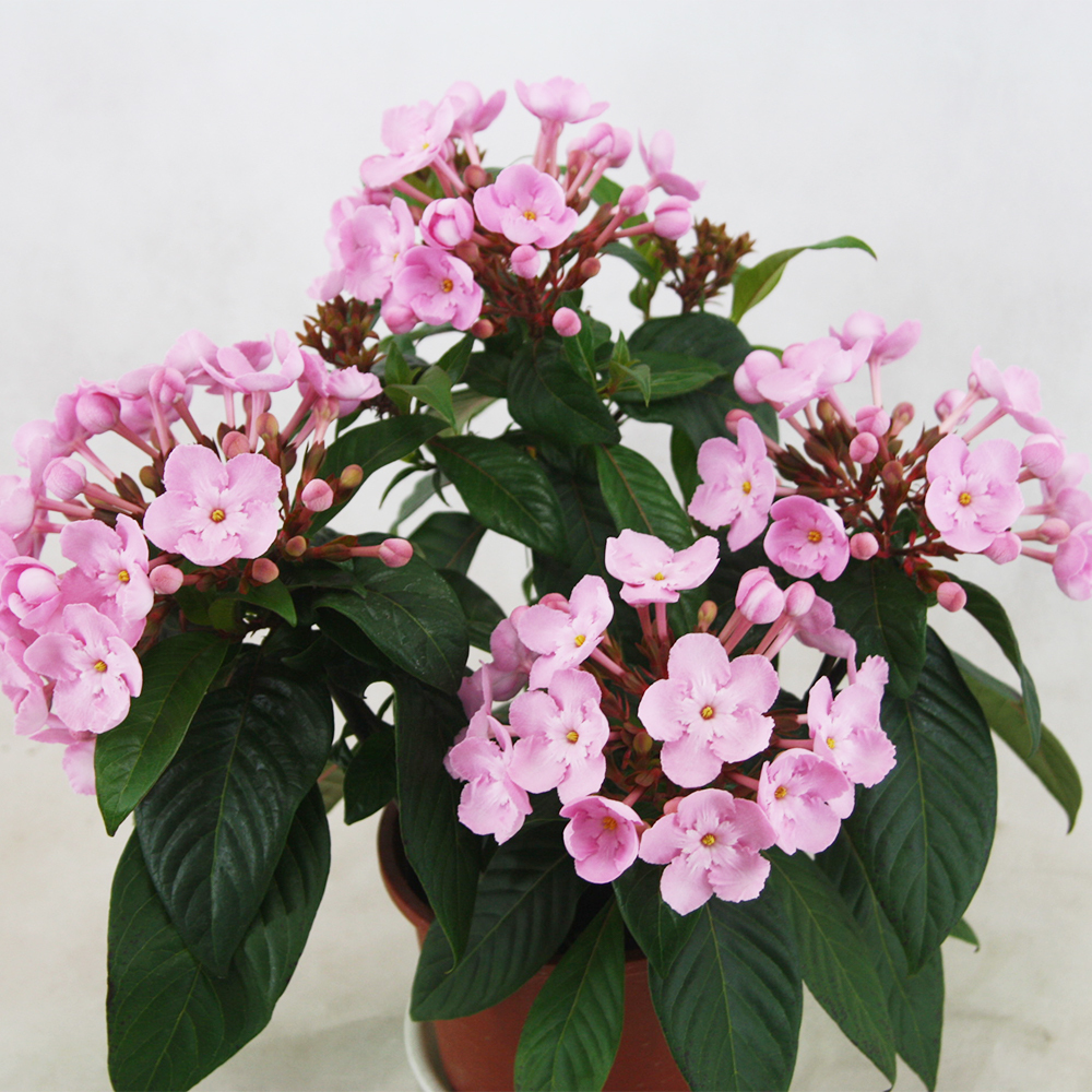 21年敬老の日 ルクリア 花鉢バスケット付き 登坂園芸 よいはな Yoihana 最高品質のお花をお届けするネット通販