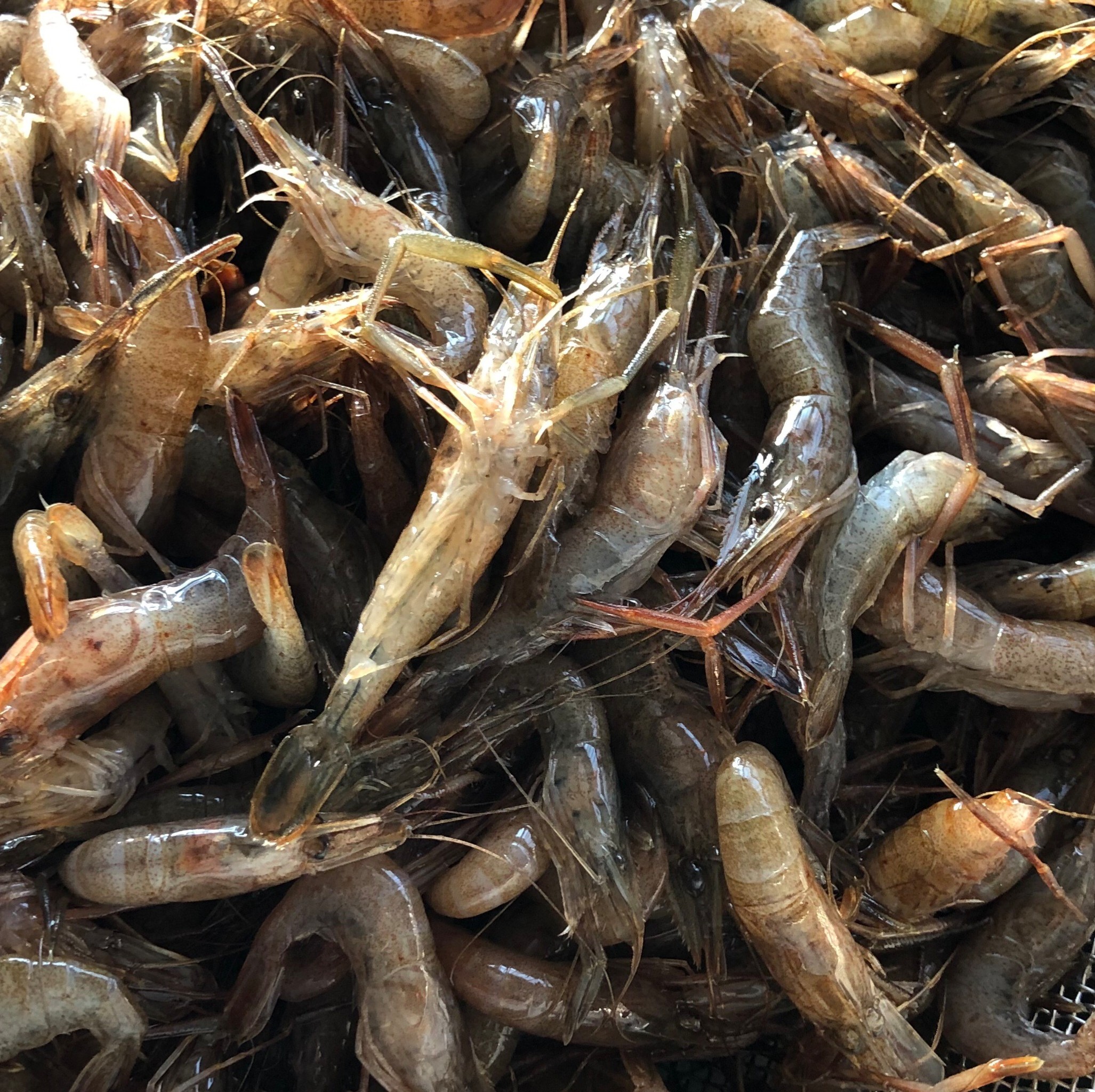 魚友商店 漁師から産地直送 琵琶湖産 天然手長えび ｓサイズ600g 鮮魚とれたて冷凍 唐揚げ 天ぷらに最適 産直琵琶湖