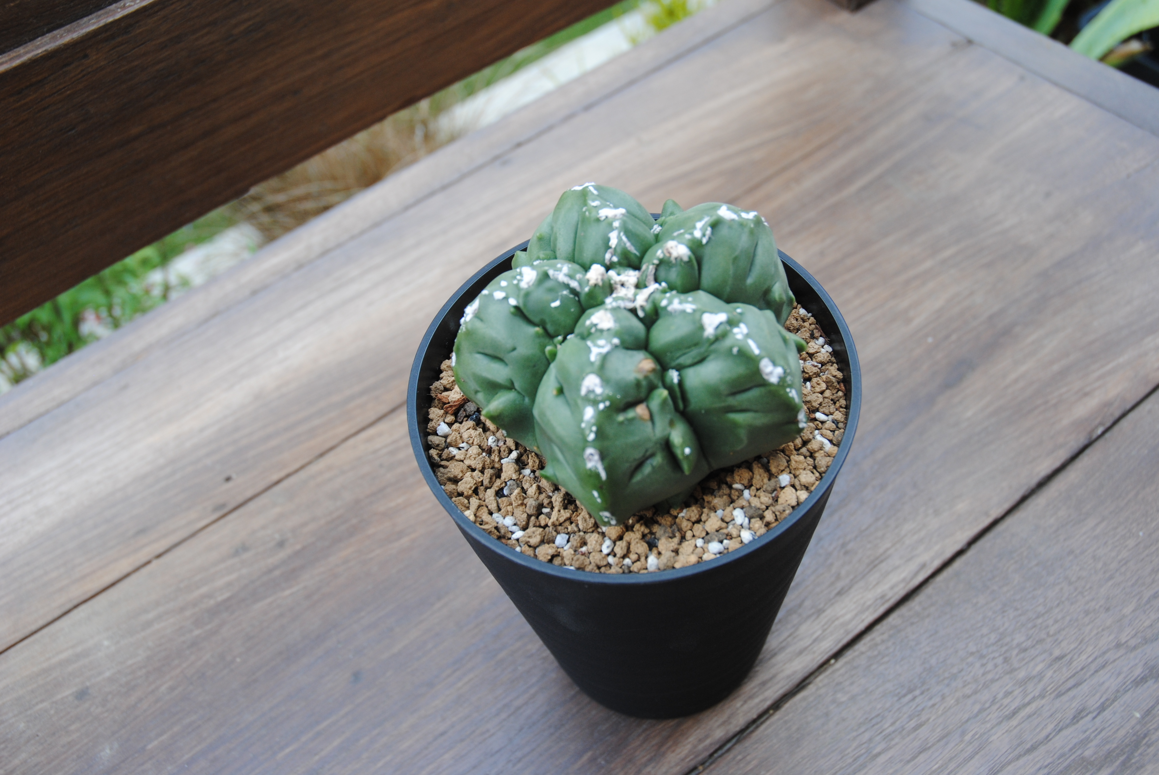 Astrophytum Sp アストロフィツム 亀甲ヘキラン サボテン Plants Maru ー 多肉植物 サボテン 園芸グッズのお店 ー