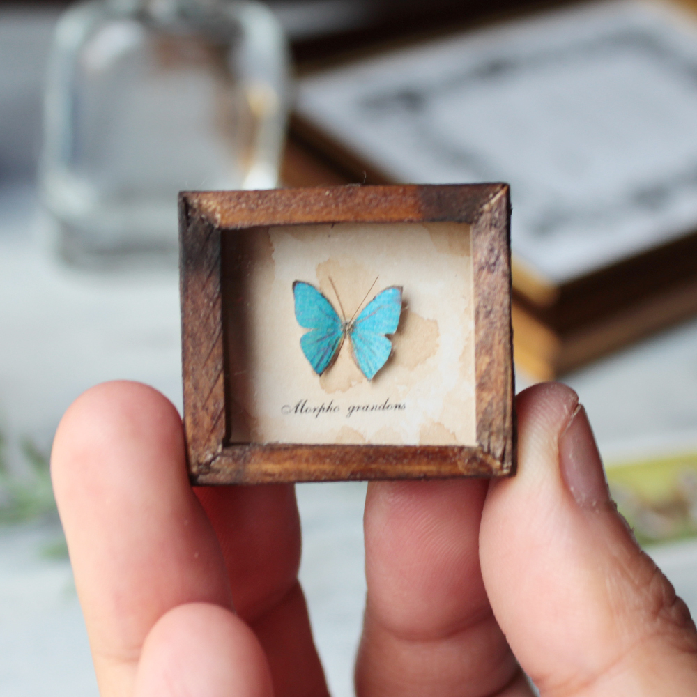 蝶のミニチュア標本箱 モルフォチョウ 胡蝶の夢 追憶の蒐集