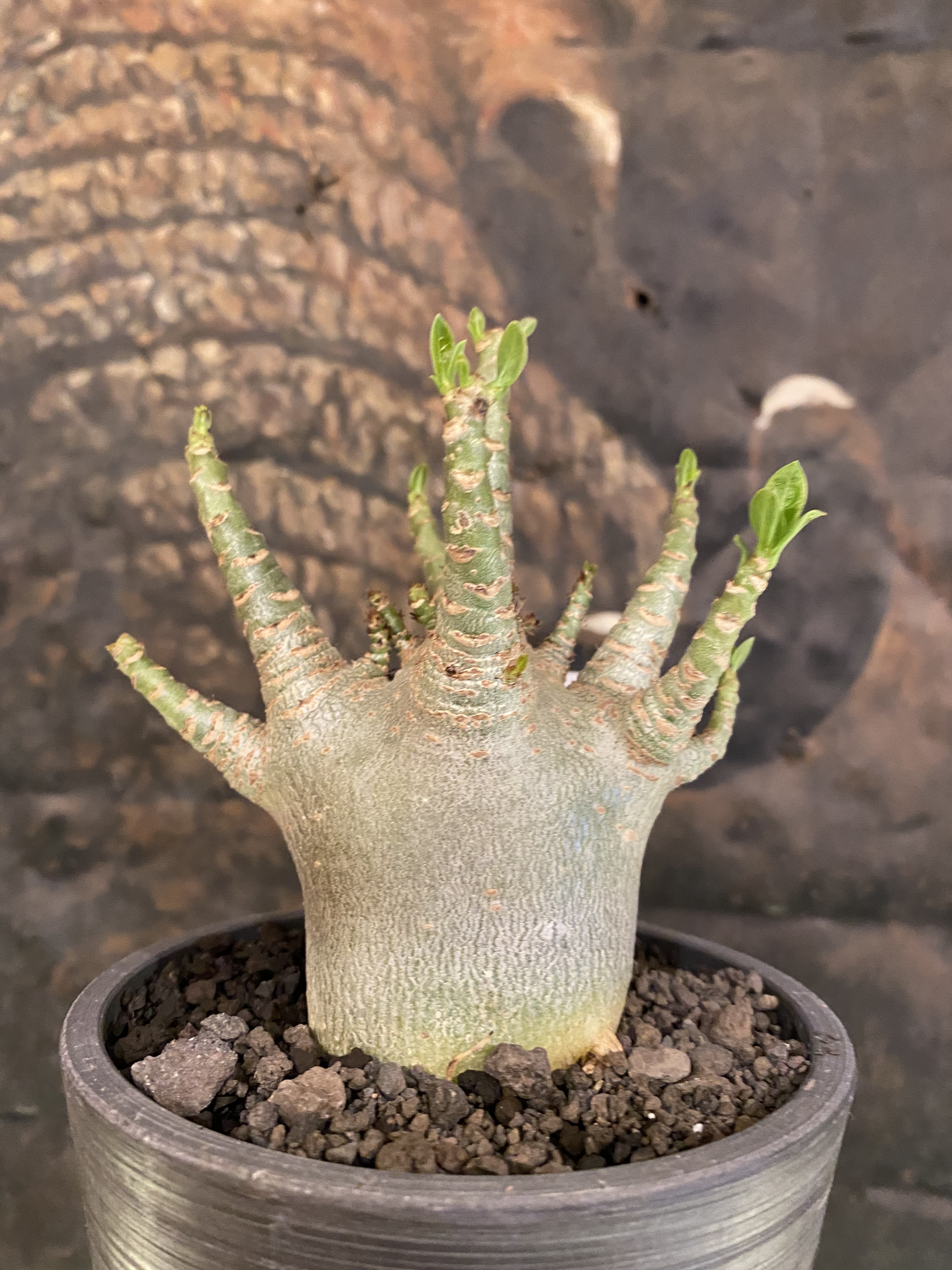 Adenium Super Dwarf アデニウム スーパードワーフ3 Hanacho Exotics Plants