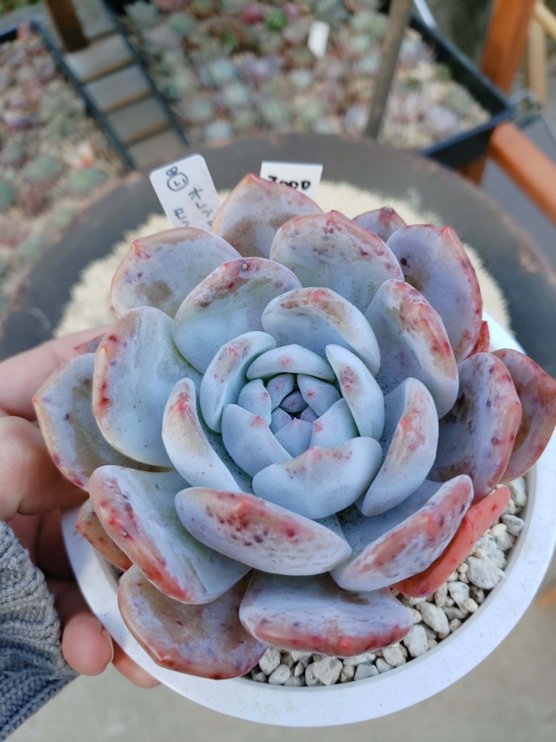 さらに値下げ 多肉植物 オレンジモンロー めん太郎様専用 肌触りがいい Destinationmadrid Fr