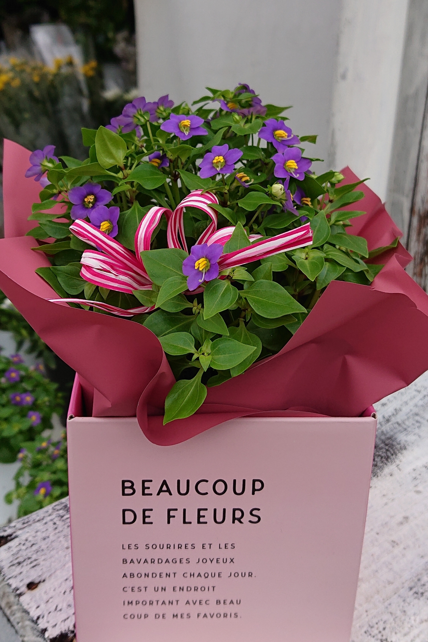 長崎の花屋さん エキザカムボックス入り 花どころ かん