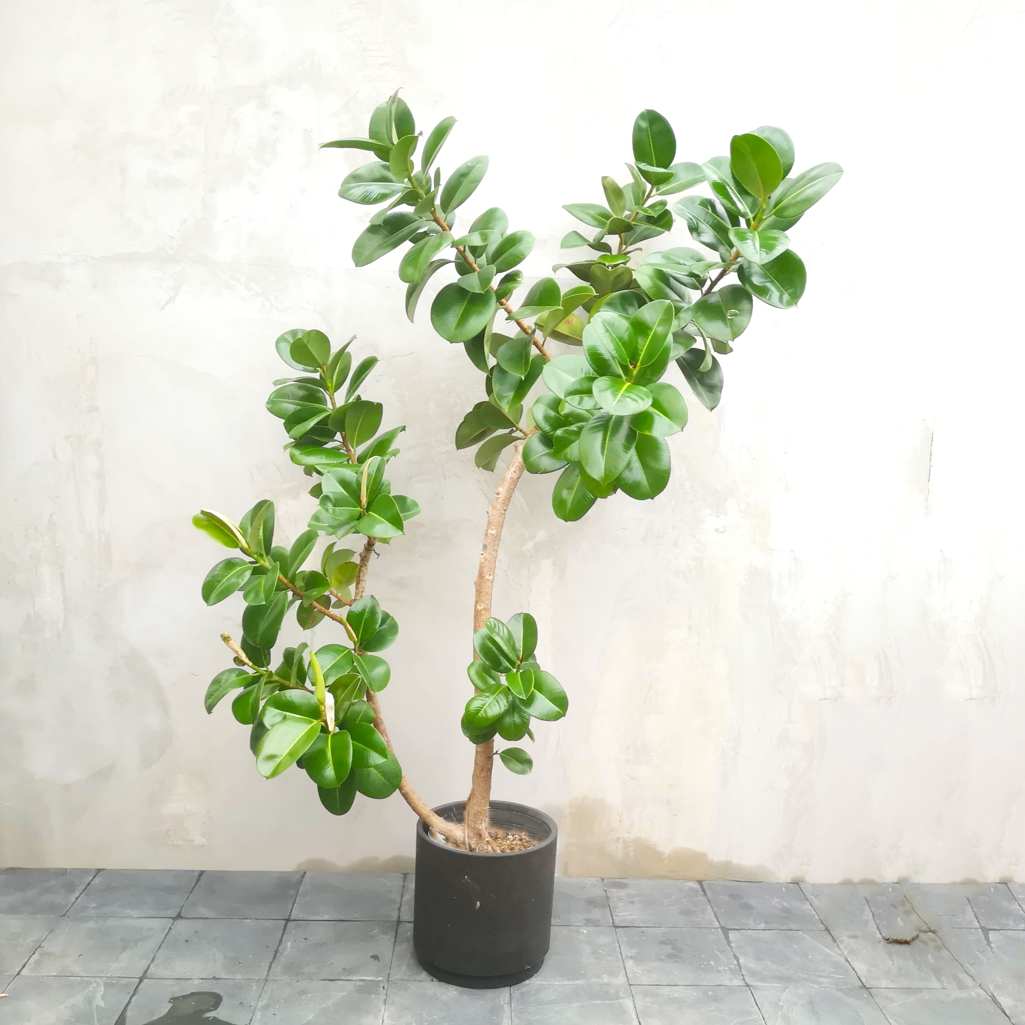 一点物 ゴムの木 And Leaf アンドリーフ 観葉植物 大阪市 インテリア 送料無料