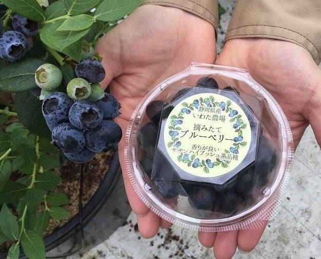 5月発送 1ｋg 生果実ﾌﾞﾙｰﾍﾞﾘｰ ぷちっとはじける美味しいブルーベリーです スマートグリーン
