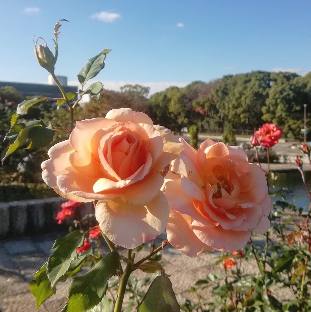 アプリコット ネクター 天空のバラ園 無農薬バラ苗 花苗 クレマチス ハーブ産直販売