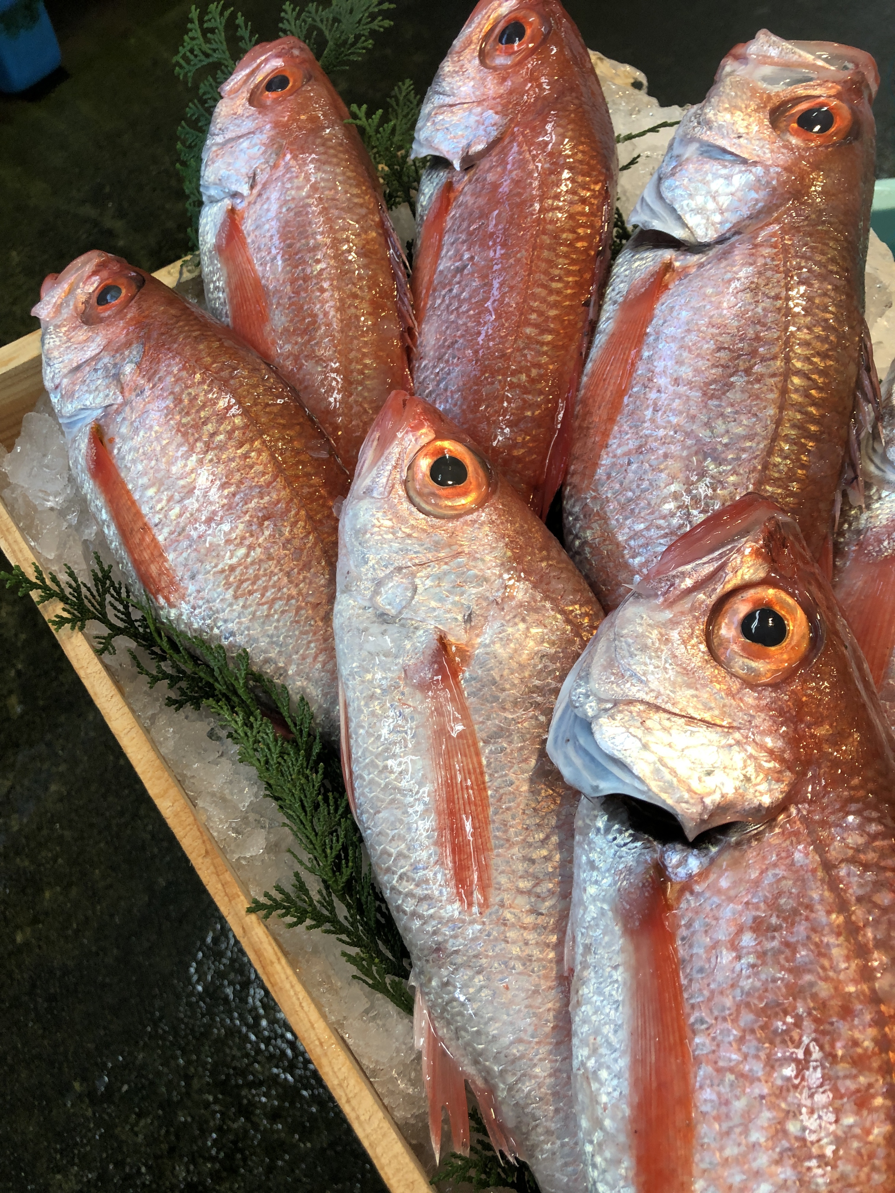 一度は食べてみたい刺身用極上のどぐろ 紅瞳 Sakanaya Takeichi