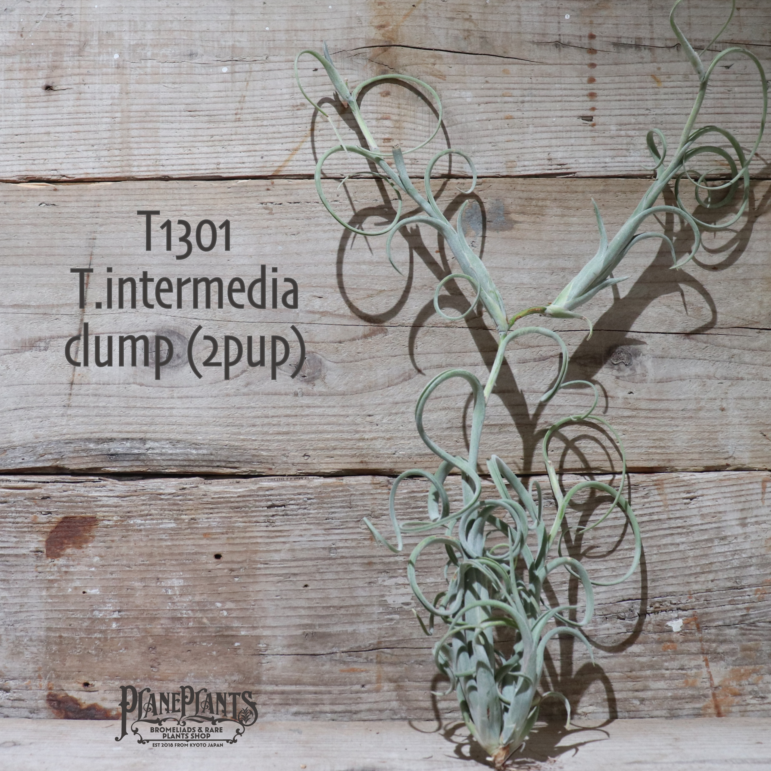 送料無料 インターメディア クランプ 2pup エアプランツ 現品発送t1301 Plane Plants