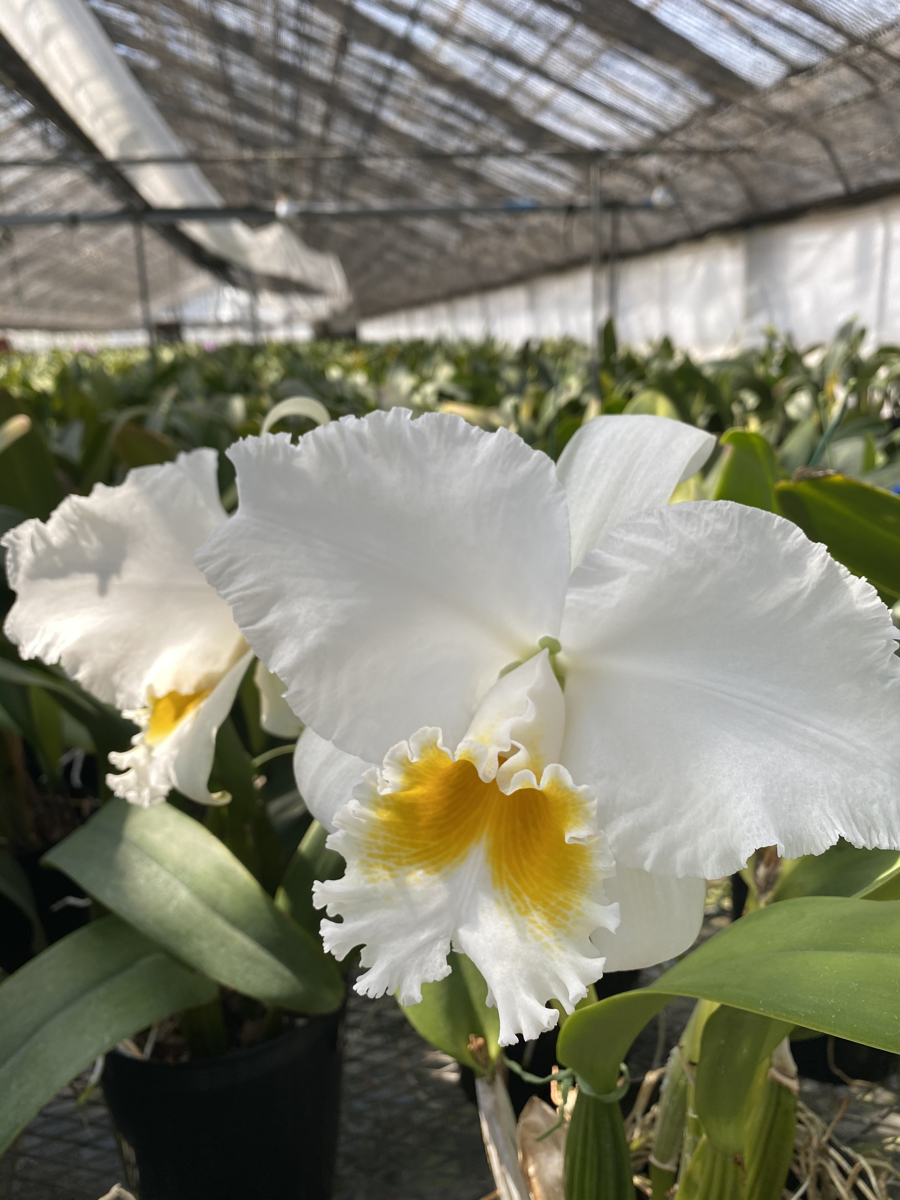 カトレア 白 カジュアル クラス たがみオーキッド