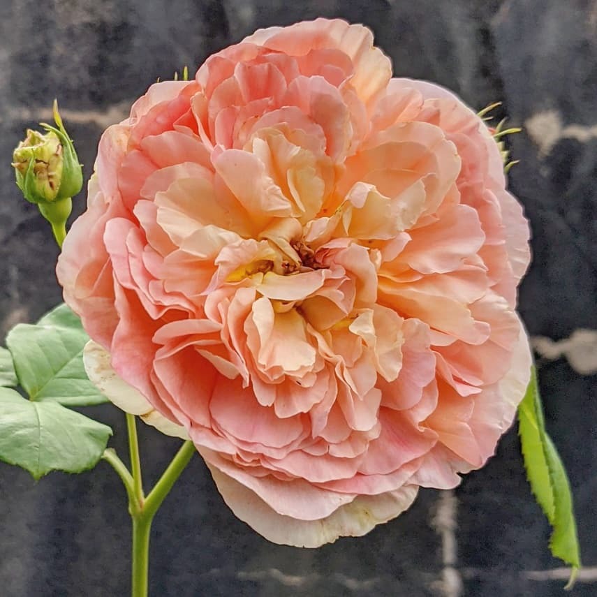 パピ デルバール 天空のバラ園 無農薬バラ苗 花苗 クレマチス ハーブ産直販売