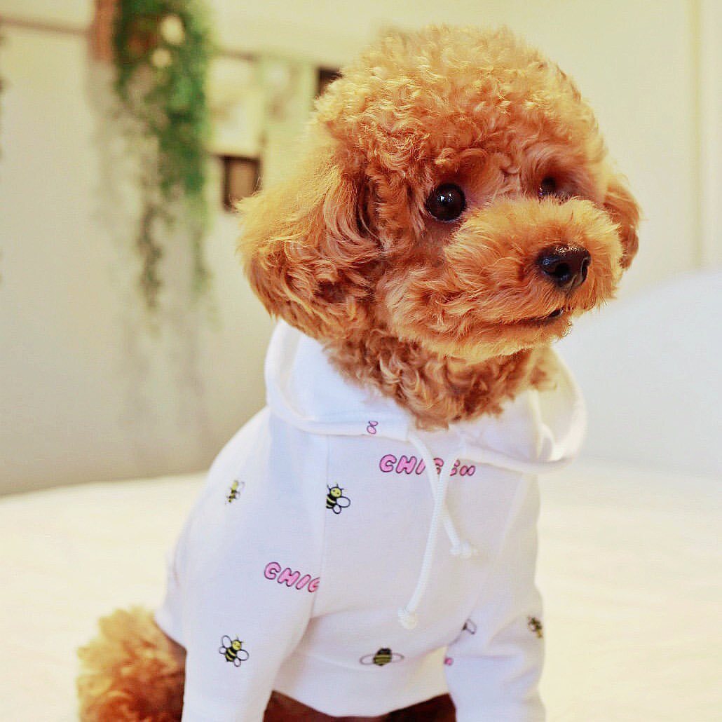 Honeybeeパーカー White Pink 犬服 人気 犬の服 おしゃれ ドッグウェア 小型犬 犬服ブランド Chicc ドッグウェアブランド