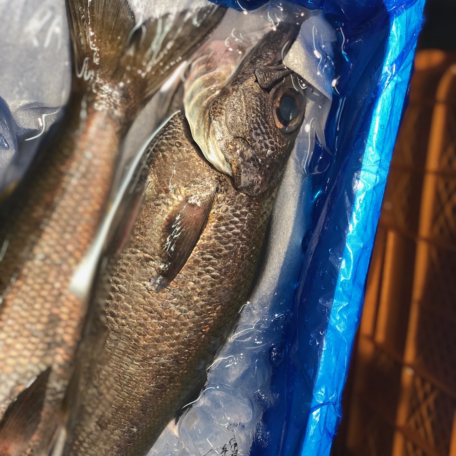 特上クロムツ 千葉産 他 1尾1 1 5キロサイズ 黒ムツ クロムツ1 1 5k 豊洲市場 冷蔵 Okawari 豊洲直送の高級海産物をお届け