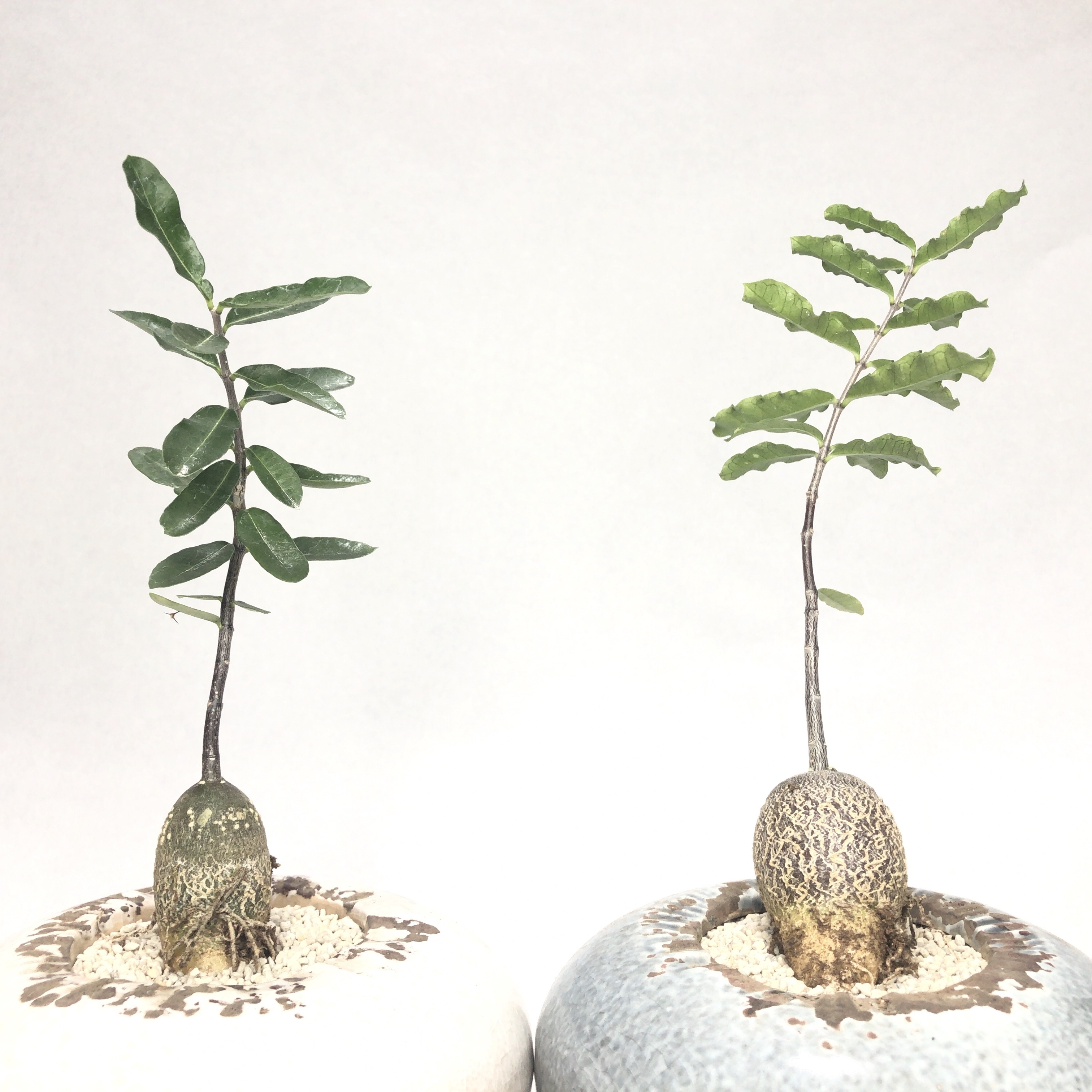 フォッケア 火星人 Trigger