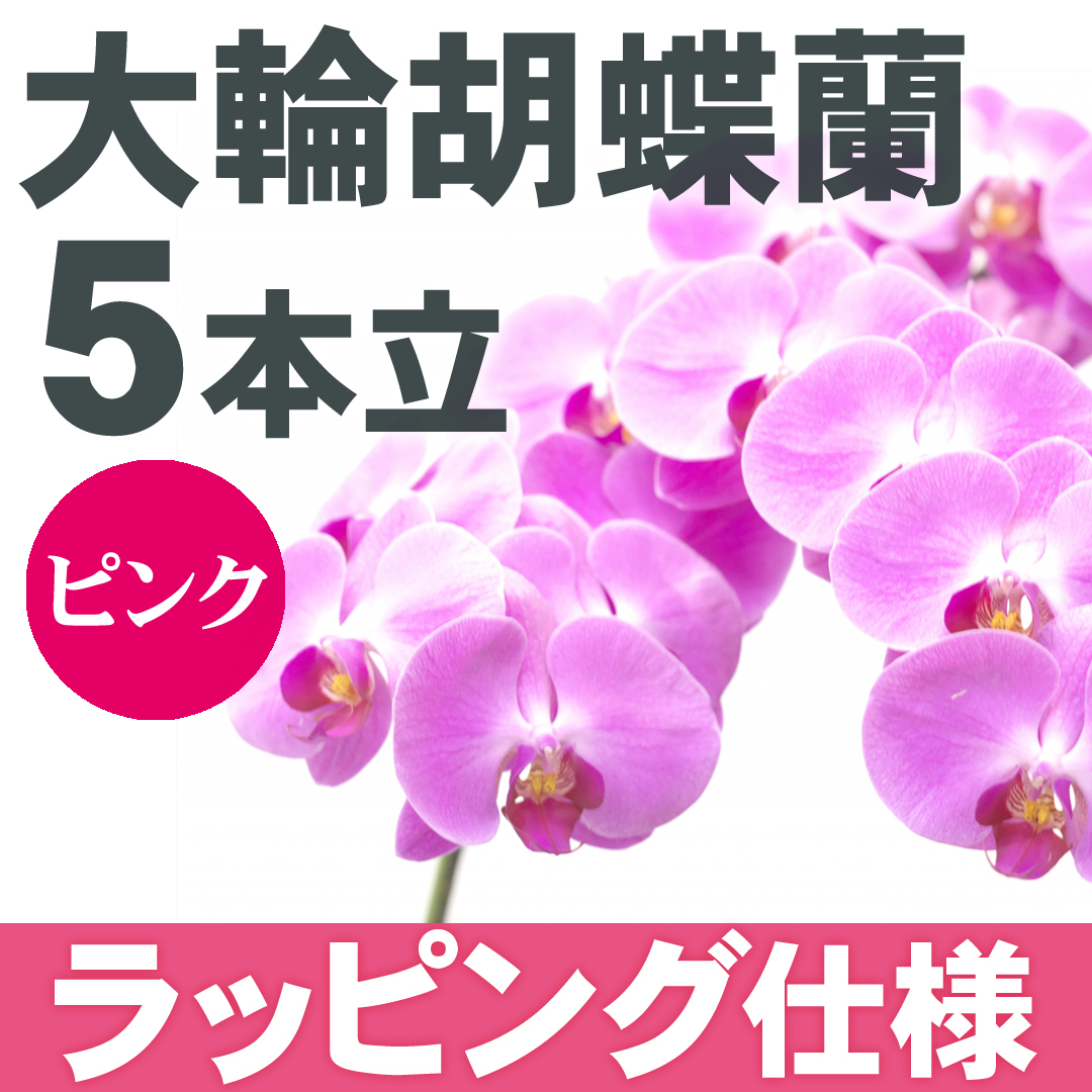 開花調整中 大輪 胡蝶蘭 5本立 ピンク フラワーロス支援 スマイルフラワープロジェクト