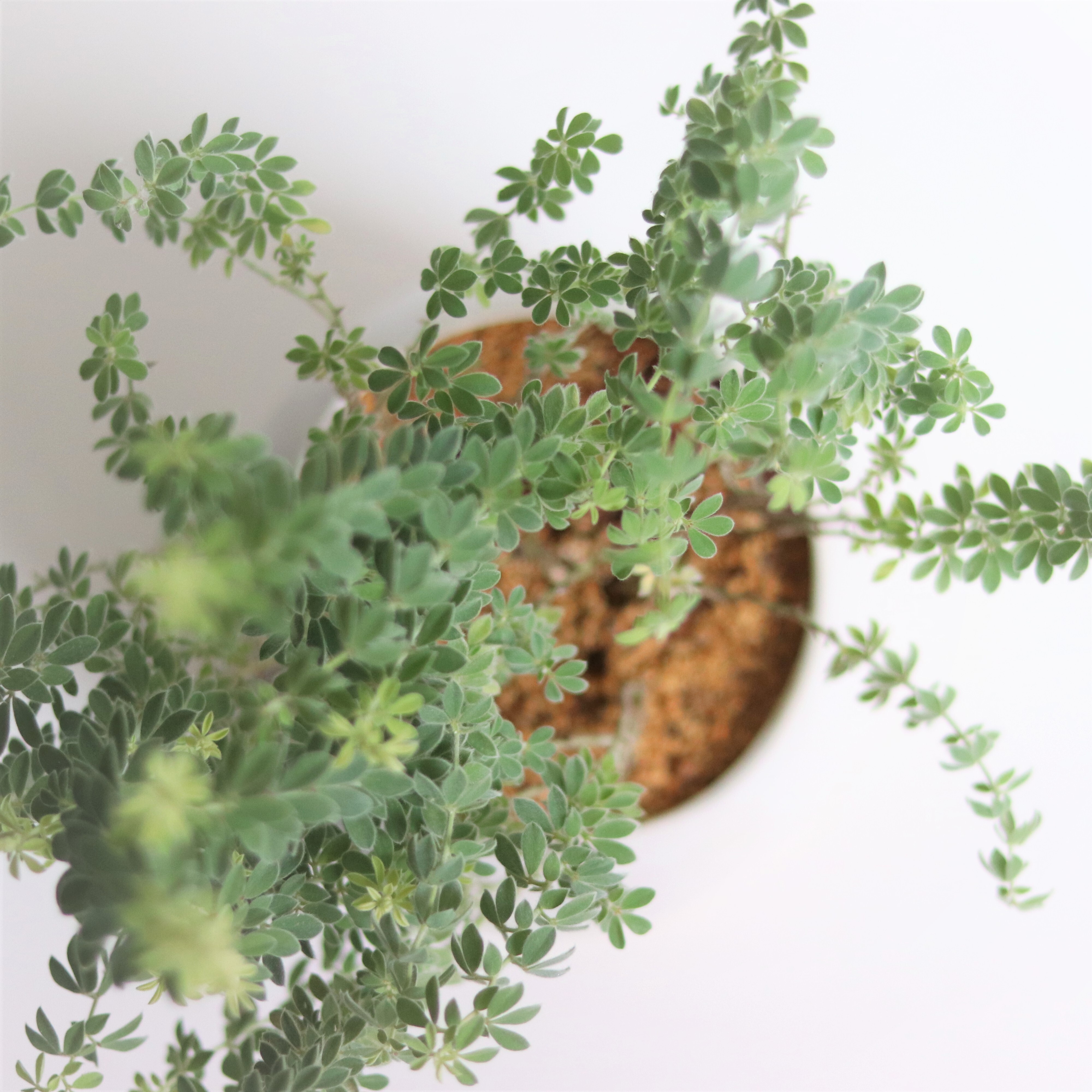 グリーン ロータス ブリムストーン ジーフラットインテリアショップ