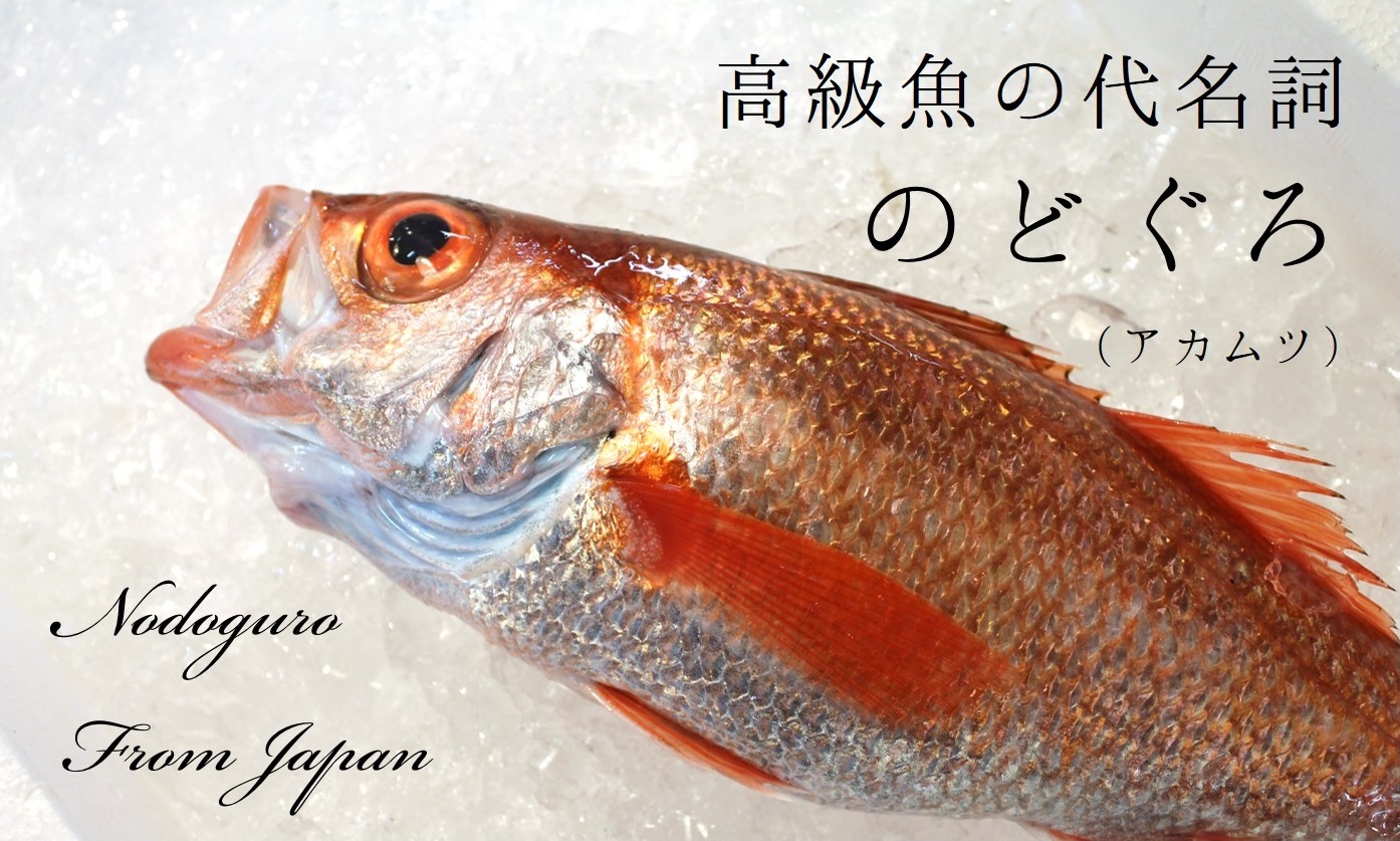 生 のどぐろ 喉黒 赤むつ 大サイズ 豊洲直送 約500 600g 日本海産 鳥取 山口 島根他 アカムツ ギフト お中元 鮮魚 刺身 ノドグロ 生 のどぐろ500 600g 冷蔵 Okawari 豊洲直送の高級海産物をお届け