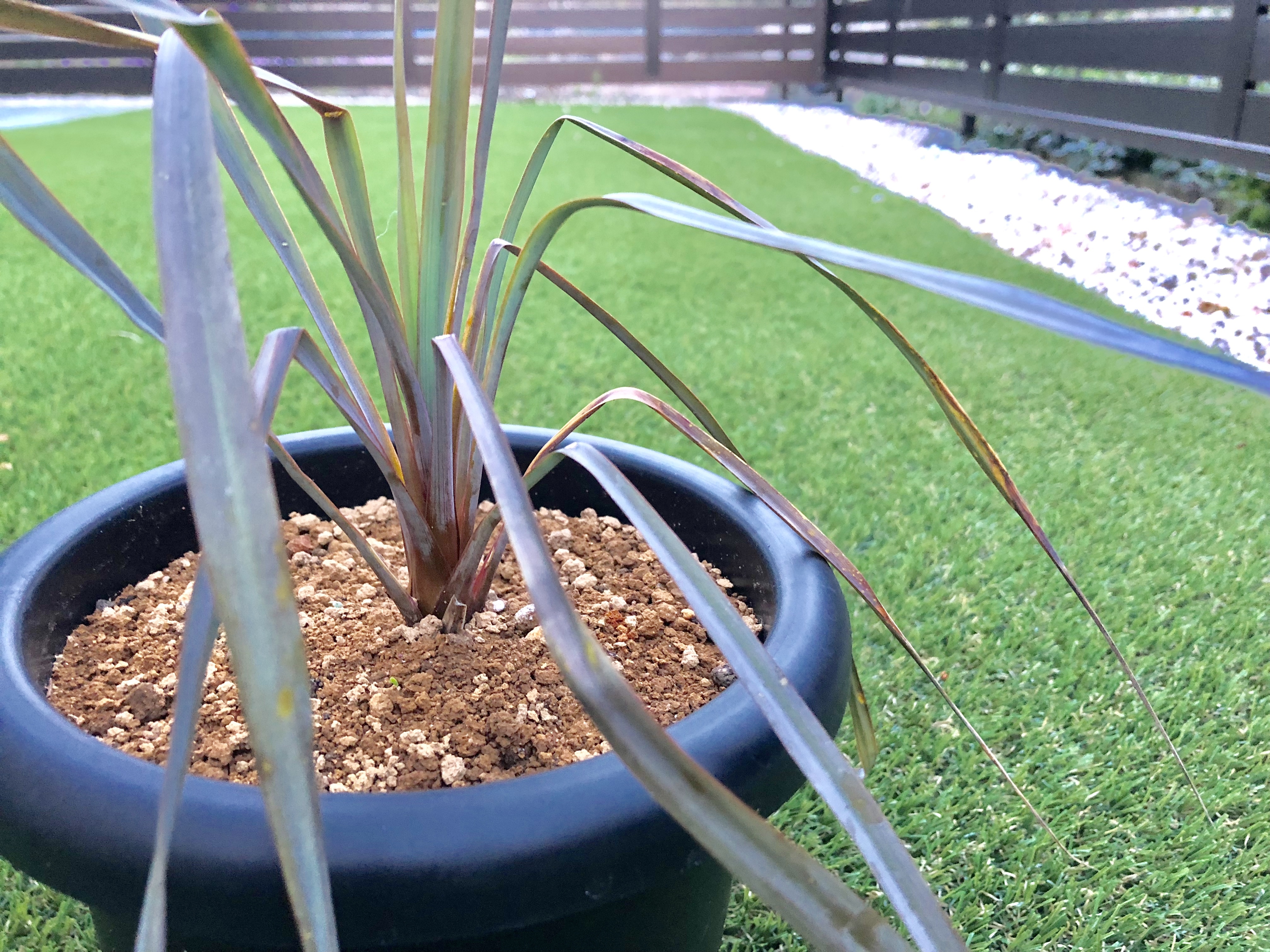 Yucca Rigida ユッカ リギダ Plants Maru ー 多肉植物 サボテン 園芸グッズのお店 ー