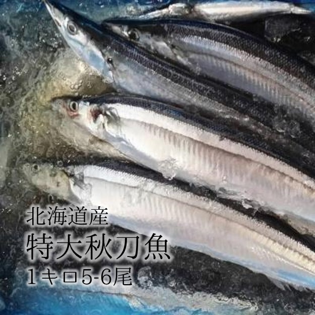 希少なる特大秋刀魚 約180 0g サンマ 北海道産 豊洲直送 特大5 6尾 1kg さんま180 0ｇ 1k 冷蔵 Okawari 豊洲直送の高級海産物をお届け