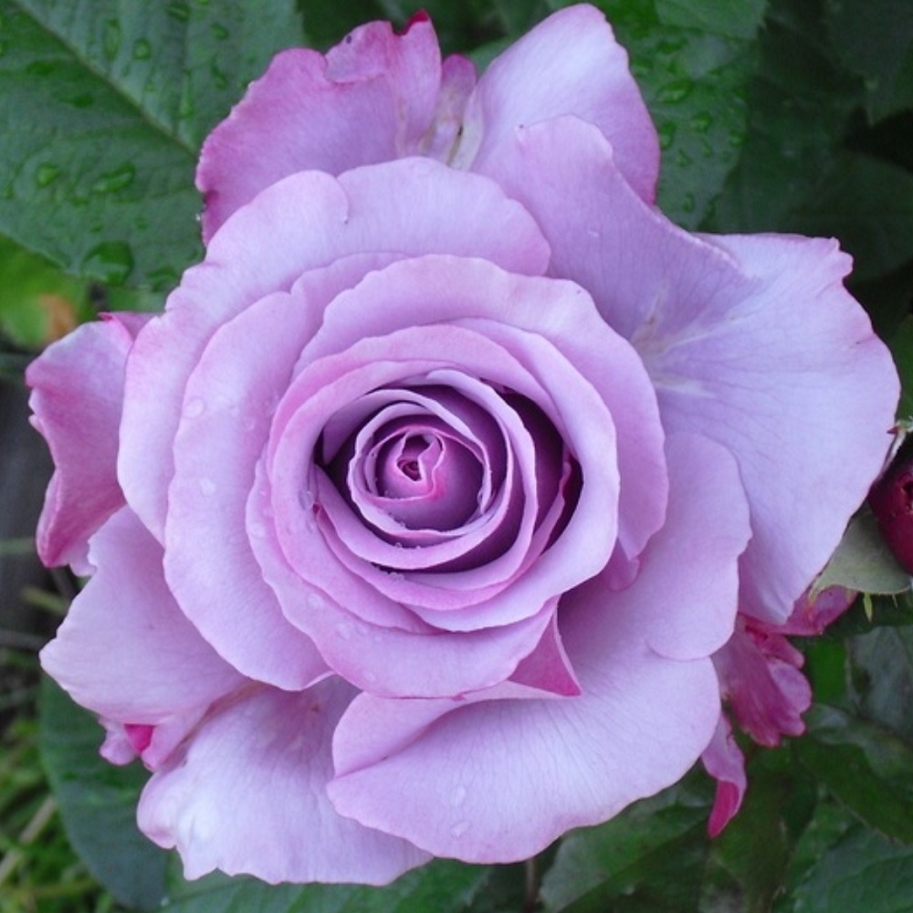 ネプチューン 天空のバラ園 無農薬バラ苗 花苗 クレマチス ハーブ産直販売