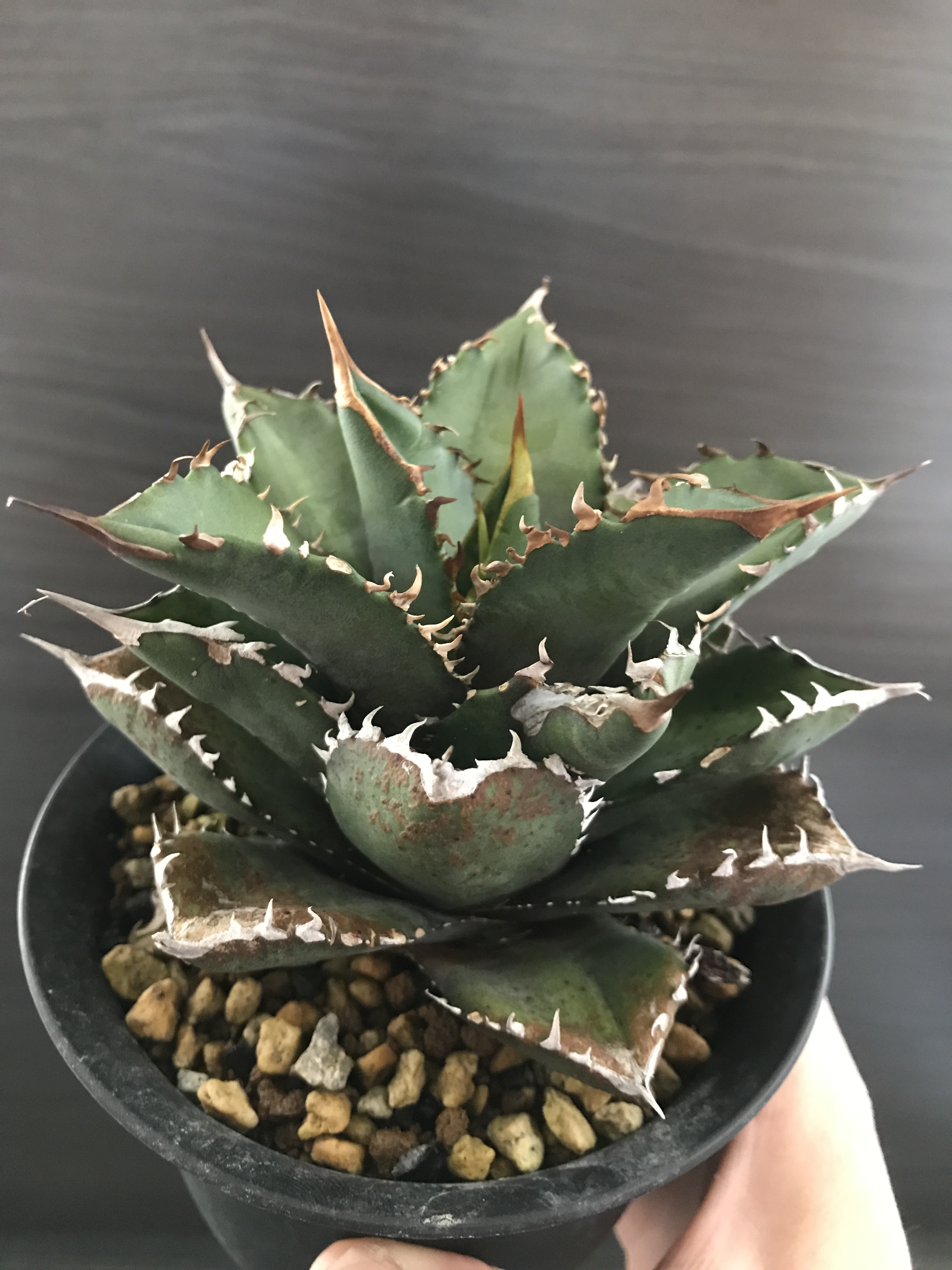 アガベ チタノタ Fo76 ドワーフ アガベ全般 アガベチタノタ小売 卸 育て方 陶器鉢の販売osp