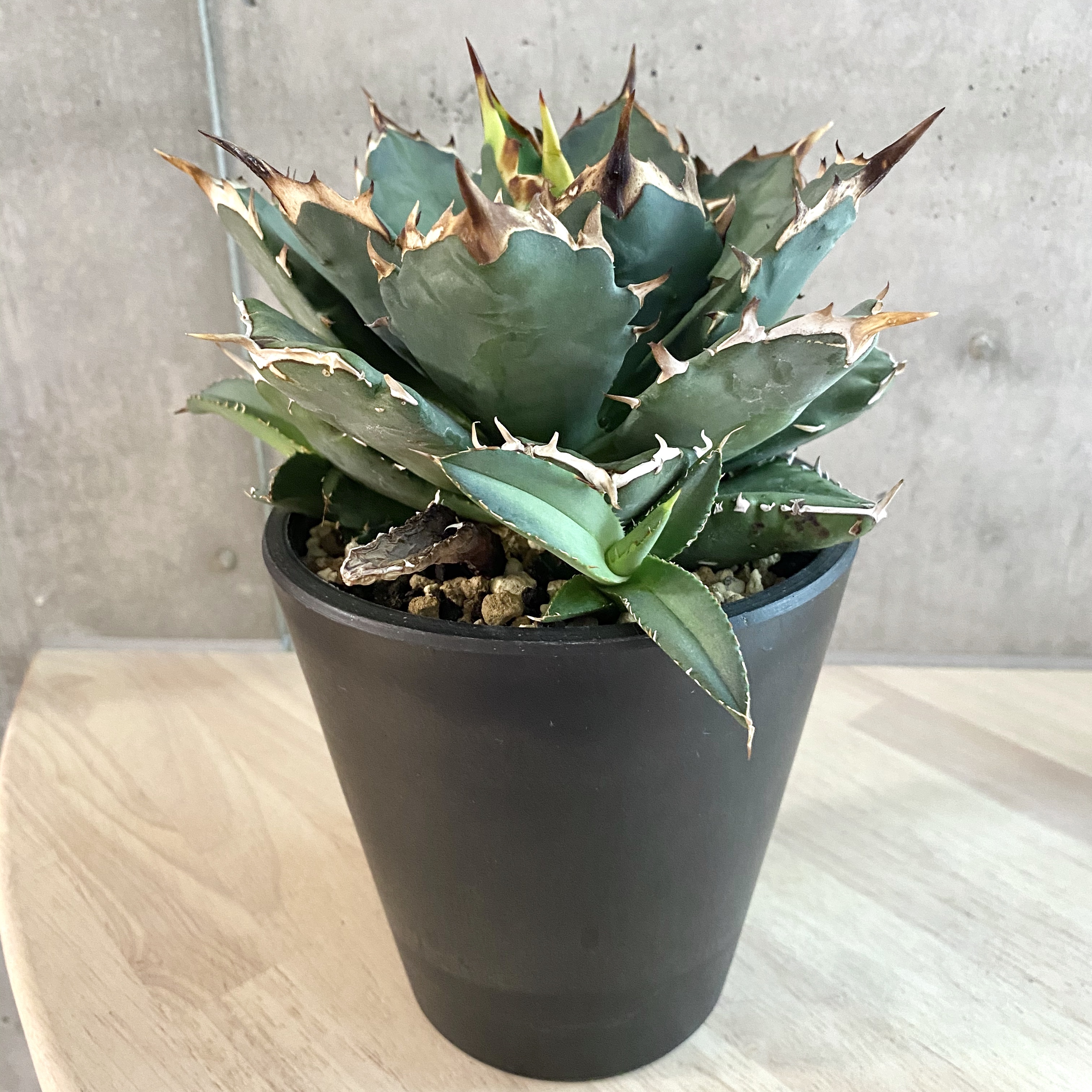 大勧め 多肉植物 アガベ チタノタ オテロイ 強棘極上株 植物 観葉植物 Slcp Lk