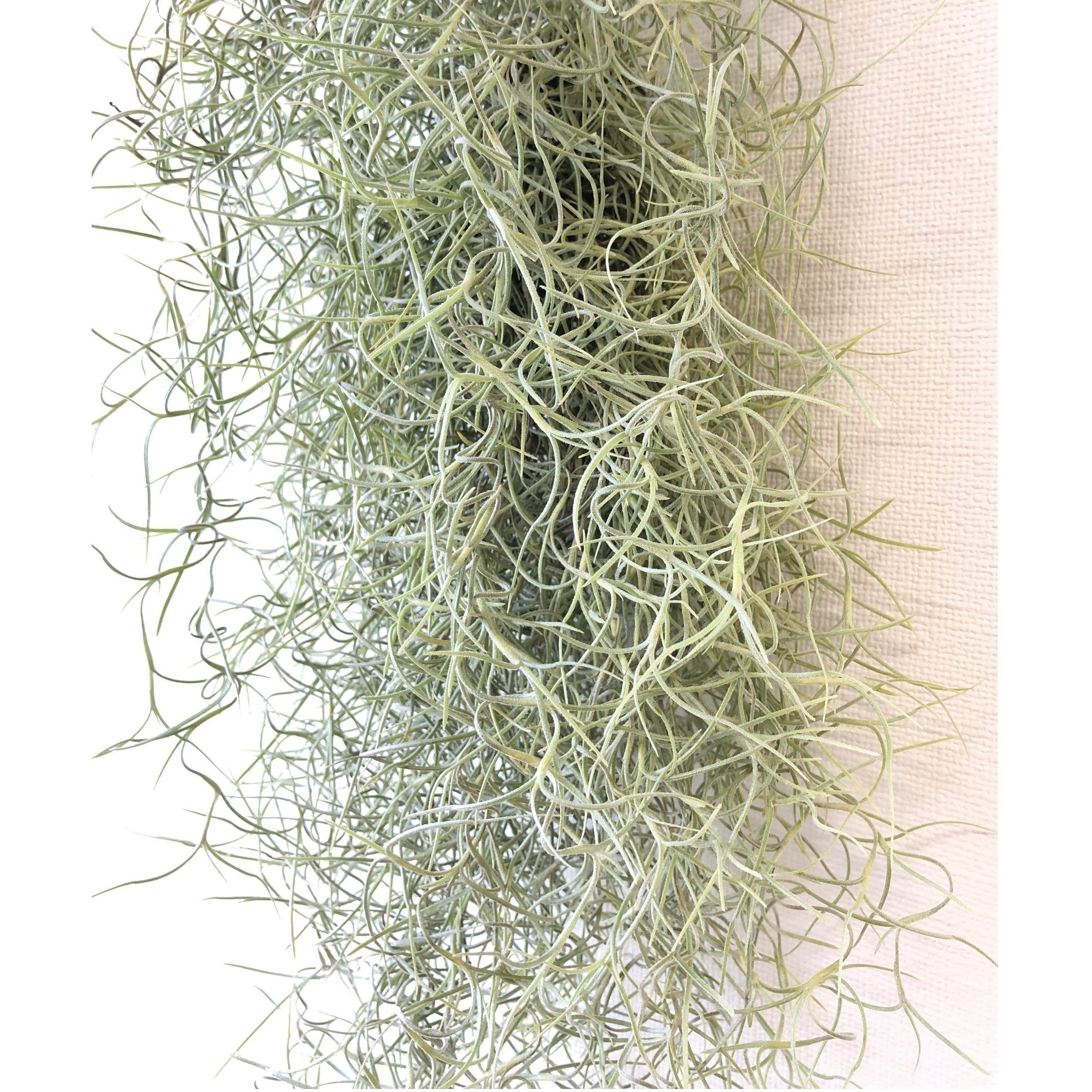 スパニッシュモス チランジア ウスネオイデス Tillandsia Usneoides Jp Farmers Com