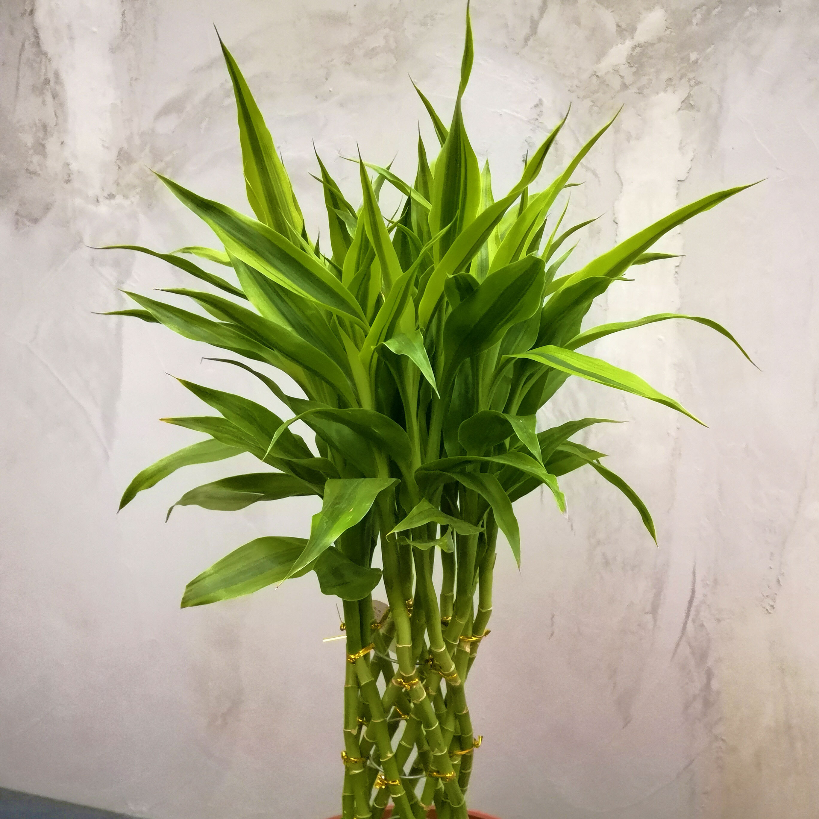 送料無料 観葉植物 ミリオンバンブー 7号 フレグラーポット付き And Leaf アンドリーフ 観葉植物 大阪市 インテリア 送料無料