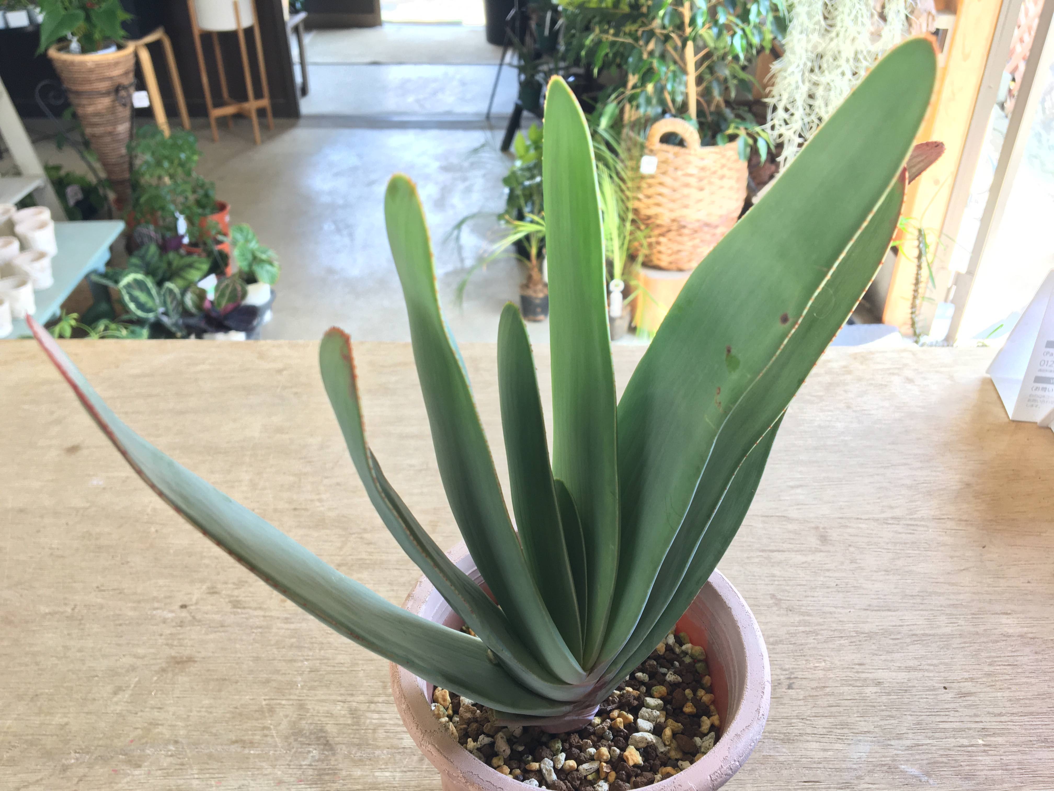 アロエ プリカティリス 乙姫の舞扇 4寸 Green Jam Foliageplant