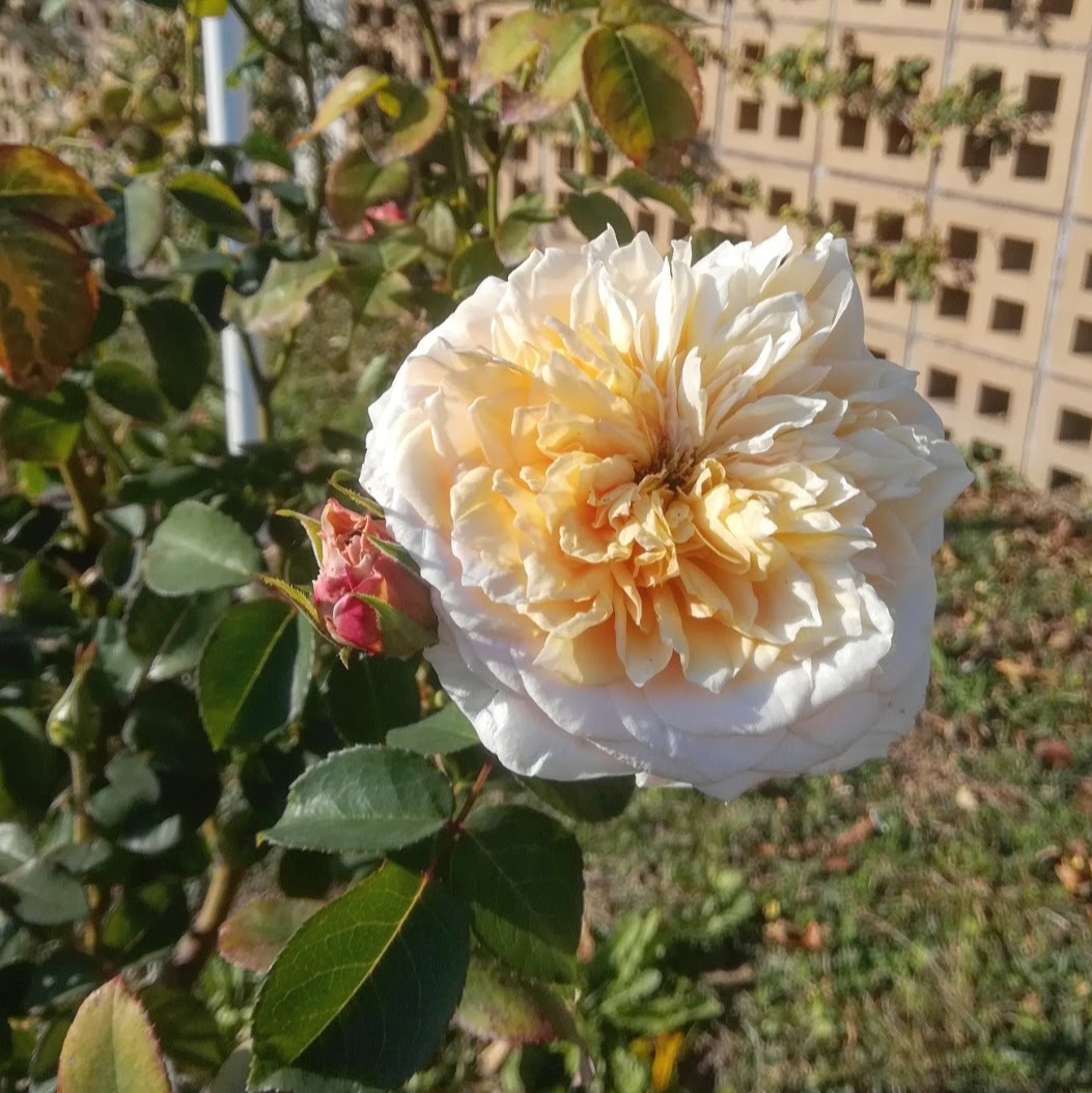 イングリッシュ ガーデン 天空のバラ園 無農薬バラ苗 花苗 クレマチス ハーブ産直販売