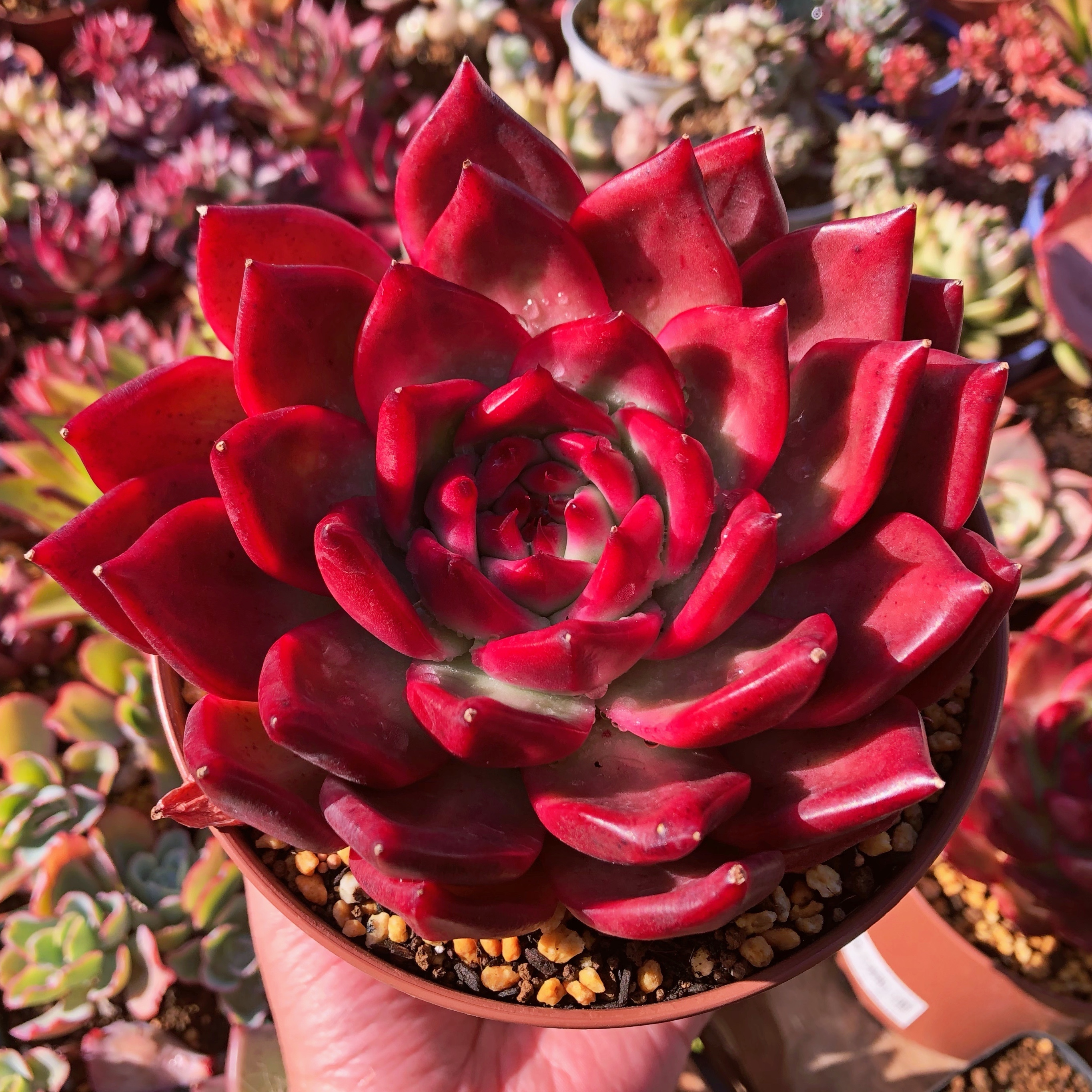 多肉植物 Amestro 特大苗 直径約14cm 子株付き るる農園 多肉植物専門 水曜より順次発送 多肉植物 Amestro 特大苗 直径約14cm 子株付き るる農園 多肉植物専門 水曜より順次発送
