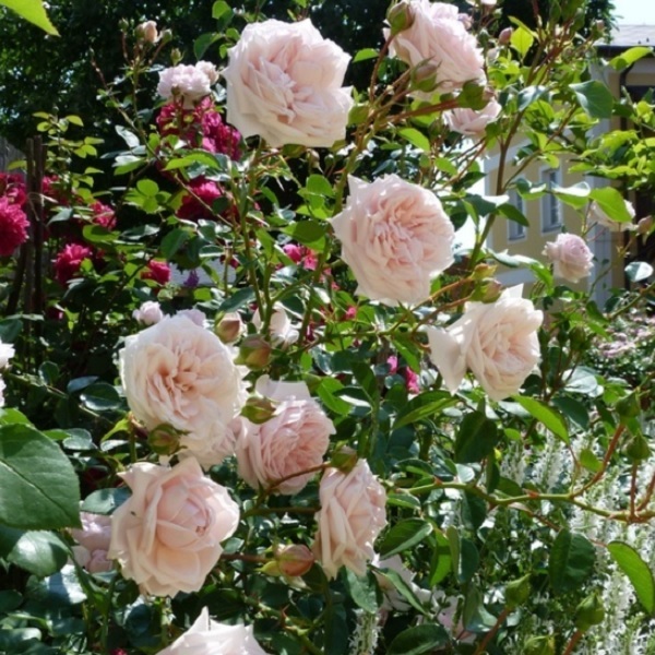 アウェイクニング 天空のバラ園 無農薬バラ苗 花苗 クレマチス ハーブ産直販売