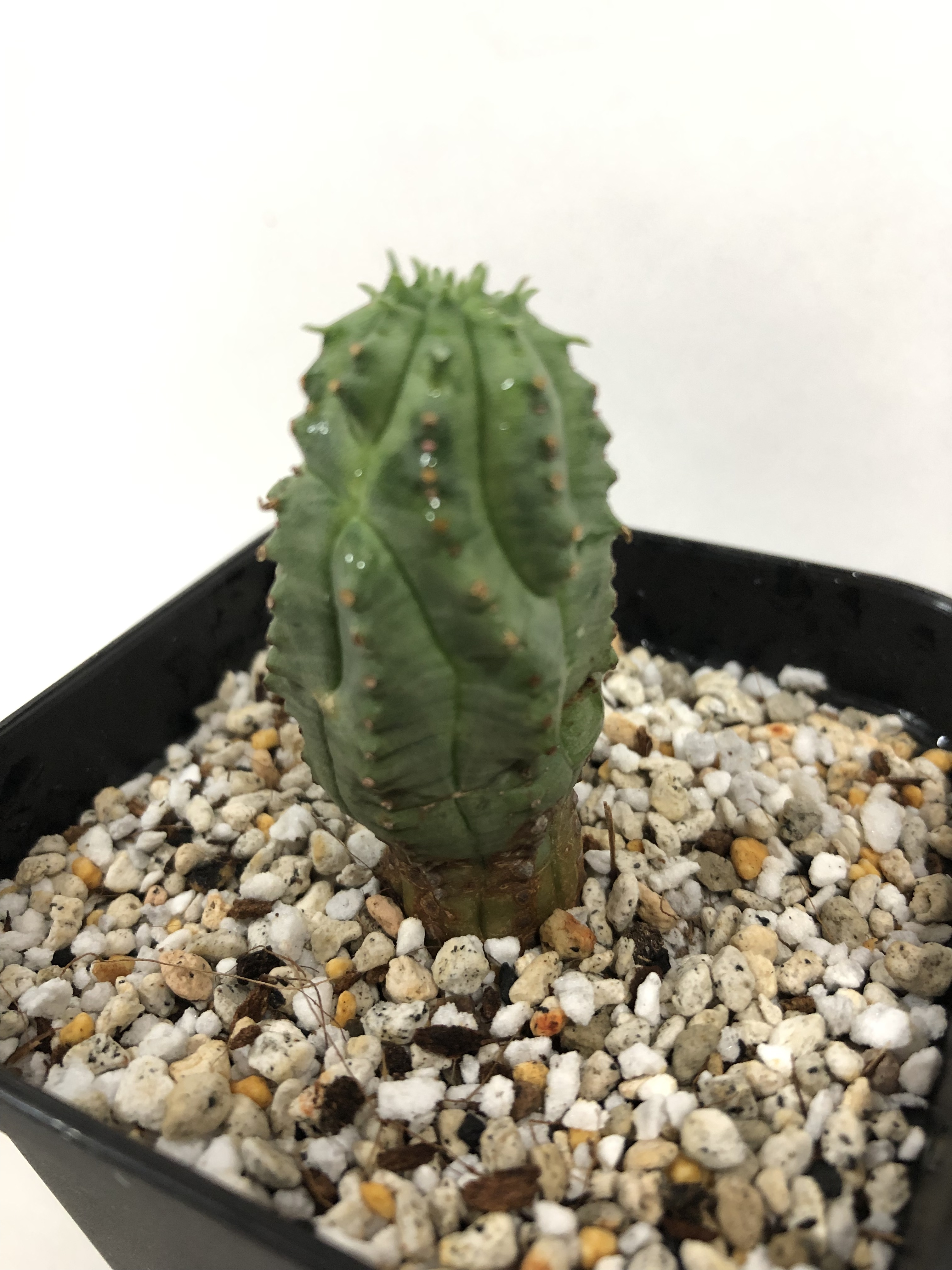 Euphorbia Obesa ユーフォルビア オベサ梵天 多肉植物 Plants Maru ー 多肉植物 サボテン 園芸グッズのお店 ー