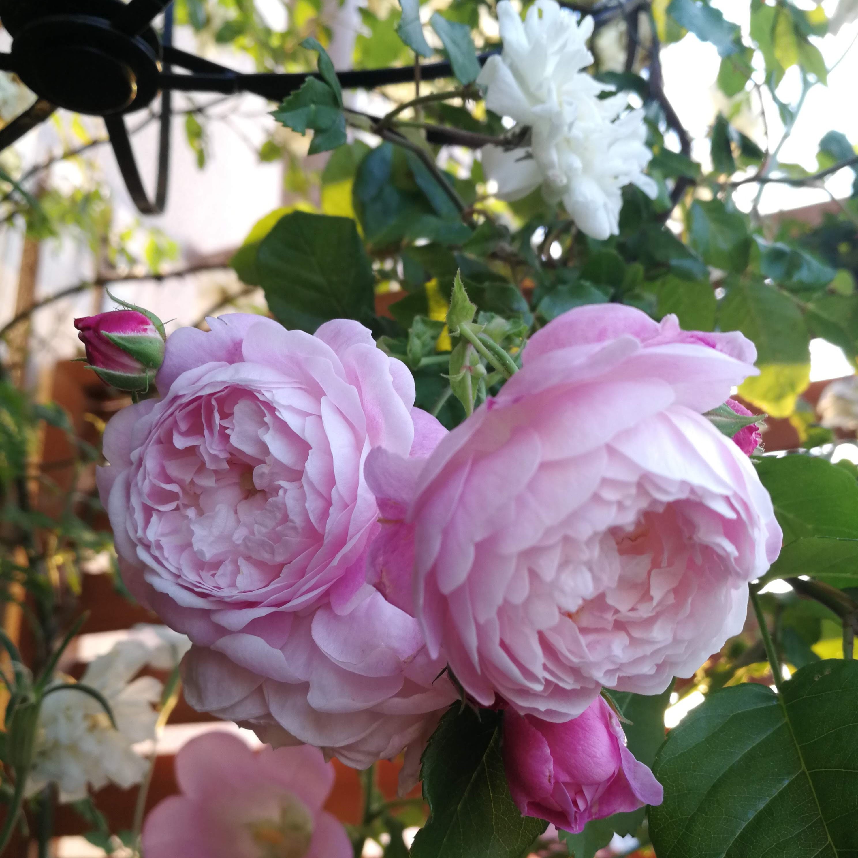 スペクタビリス 天空のバラ園 無農薬バラ苗 花苗 クレマチス ハーブ産直販売