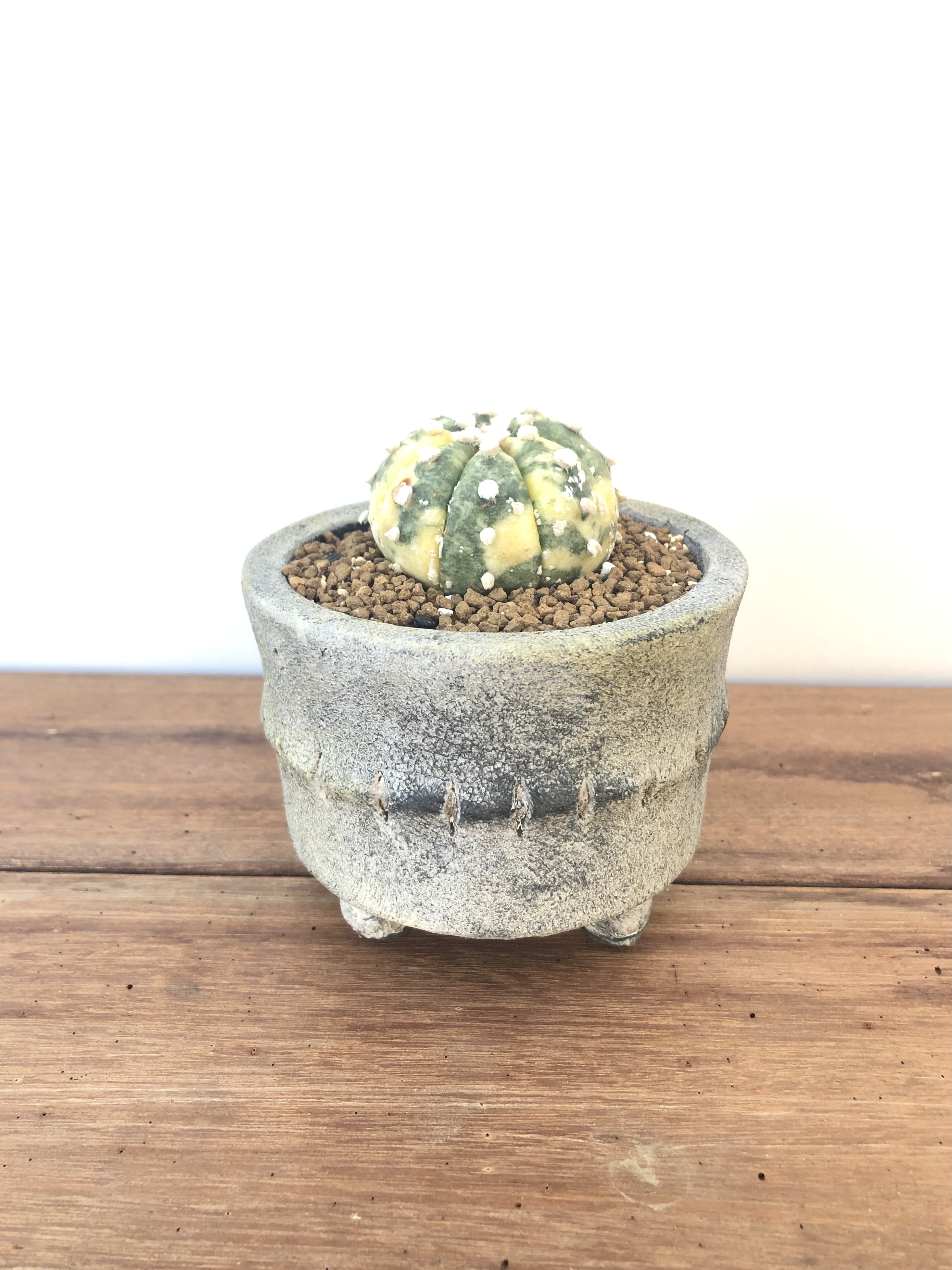 Astrophytum Asterias 兜丸 サボテン 兜丸錦 ミニ鉢 Plants Maru ー 多肉植物 サボテン 園芸グッズのお店 ー