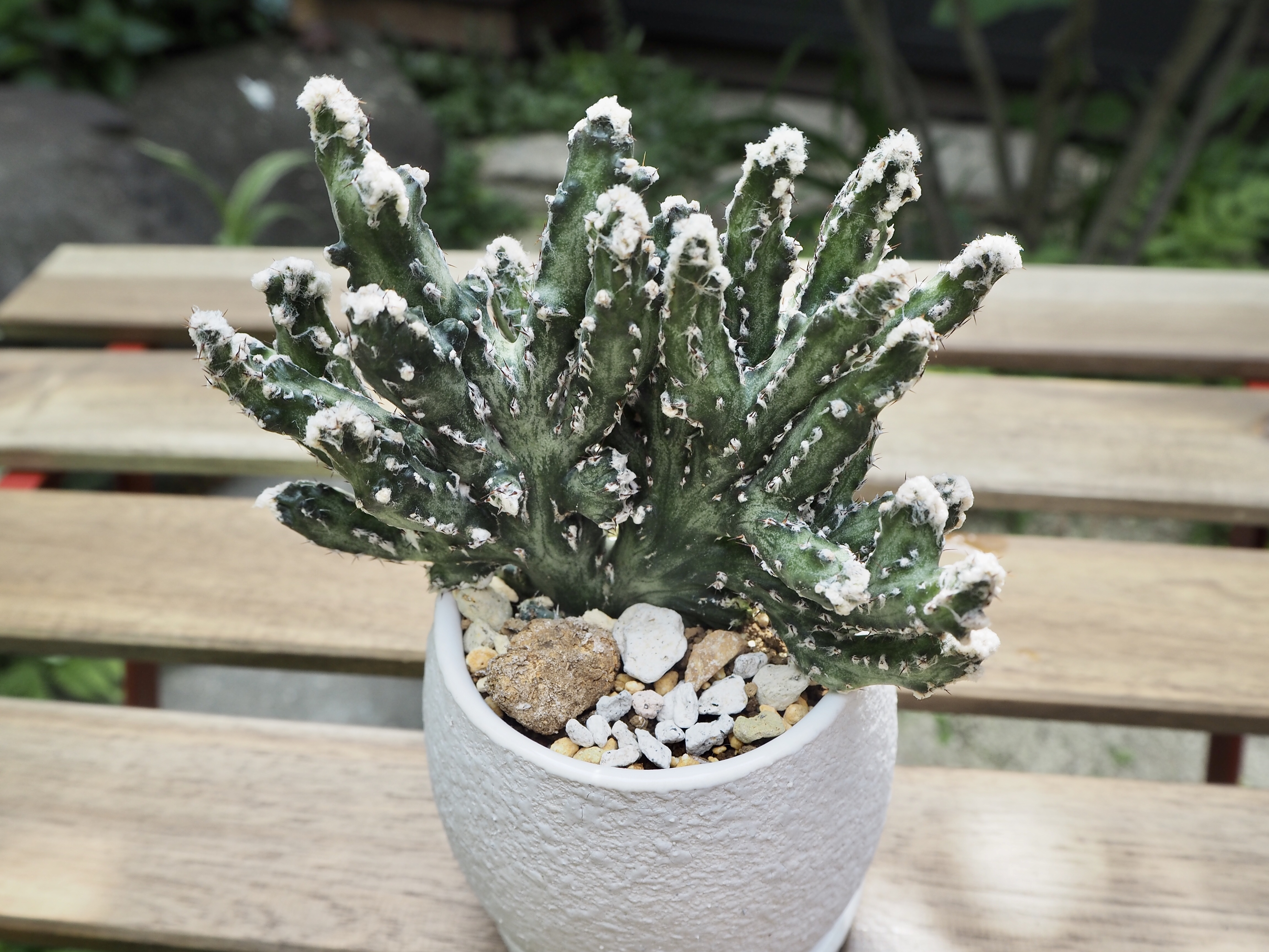 サボテン 残雪の峰 多肉植物デイジーアンドビー サボテン 残雪の峰 多肉植物デイジーアンドビー