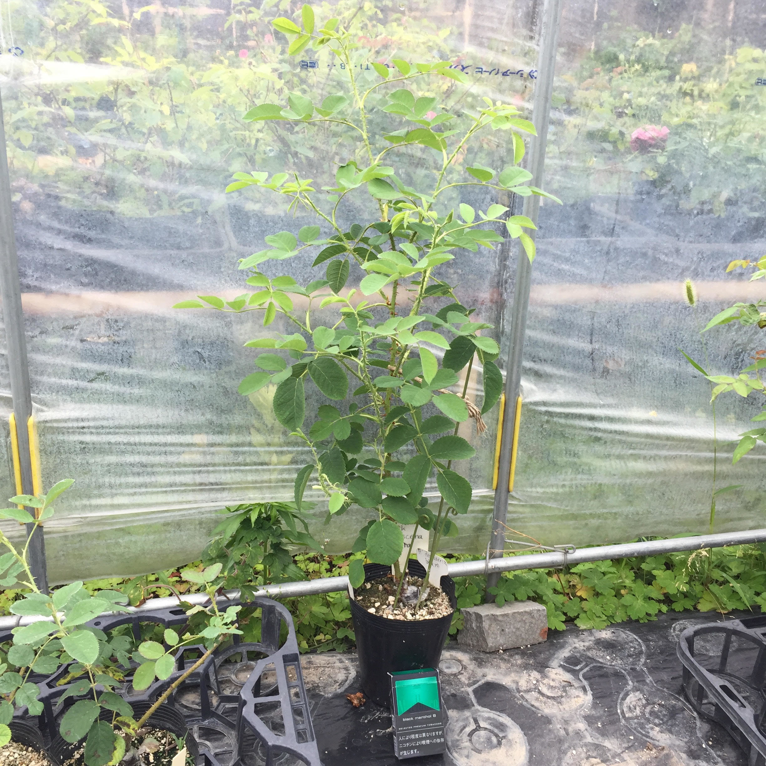 緑光 天空のバラ園 無農薬バラ苗 花苗 クレマチス ハーブ産直販売