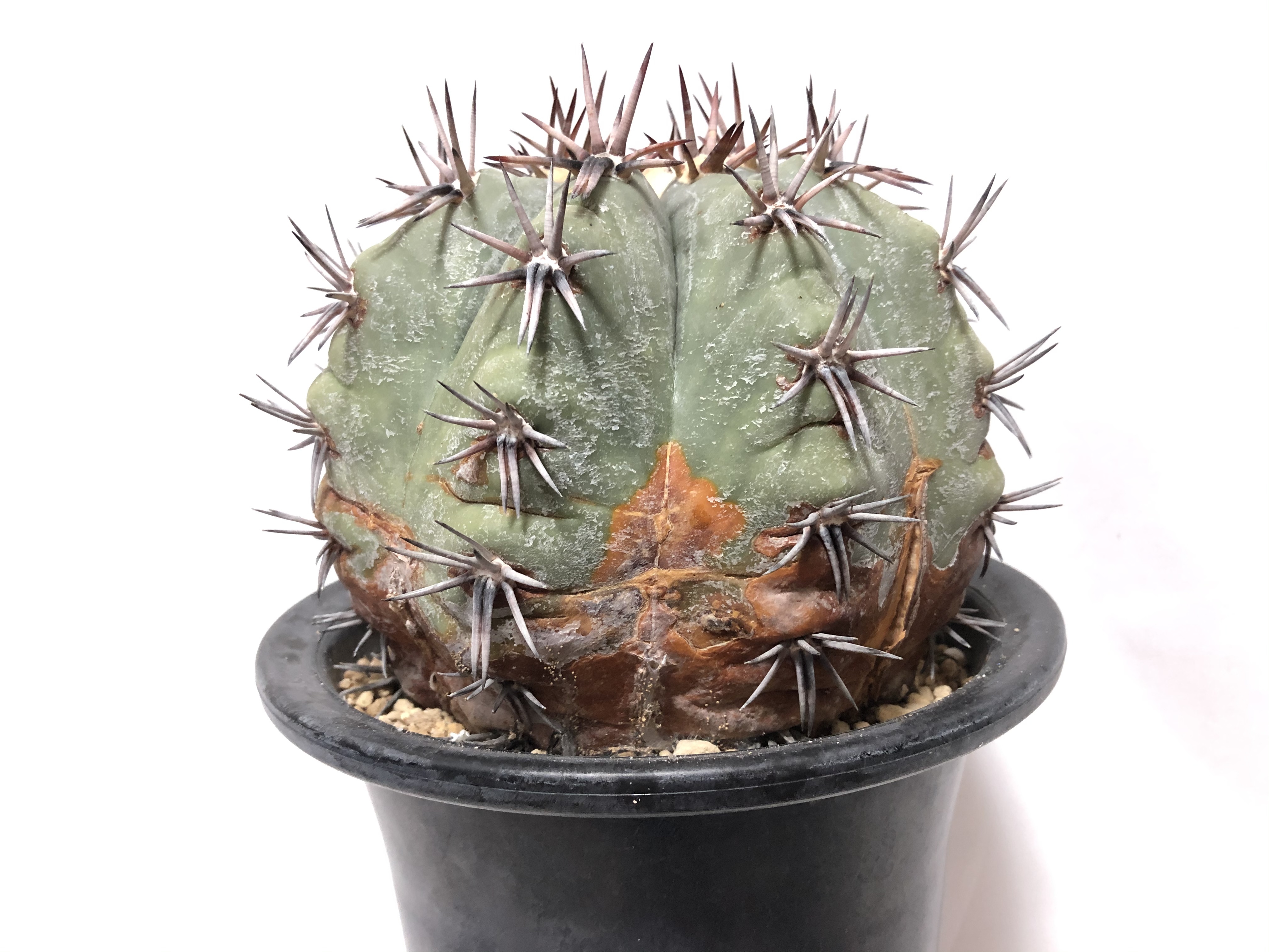 Echinocactus Horizonthalonius 雷帝 Plants Maru ー 多肉植物 サボテン 園芸グッズのお店 ー