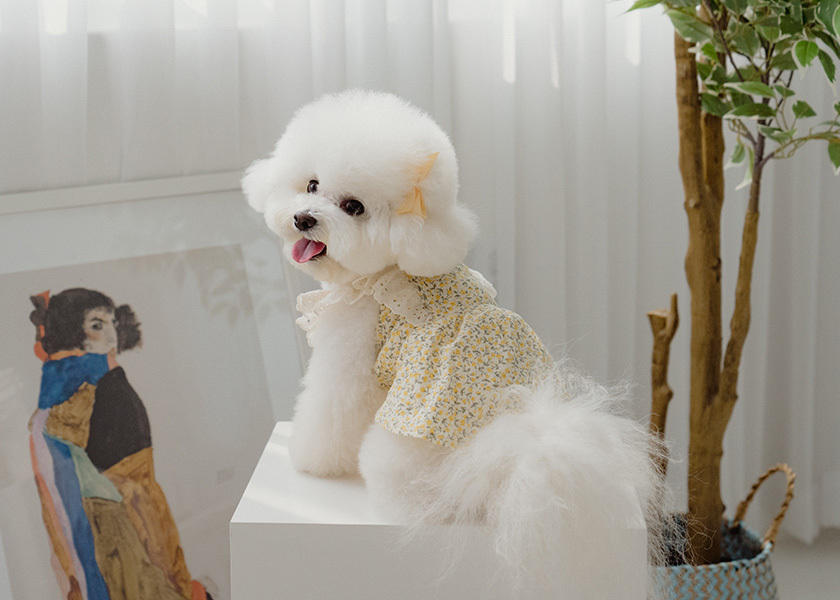 予約 フラワーレースワンピース イエロー Luana Dog